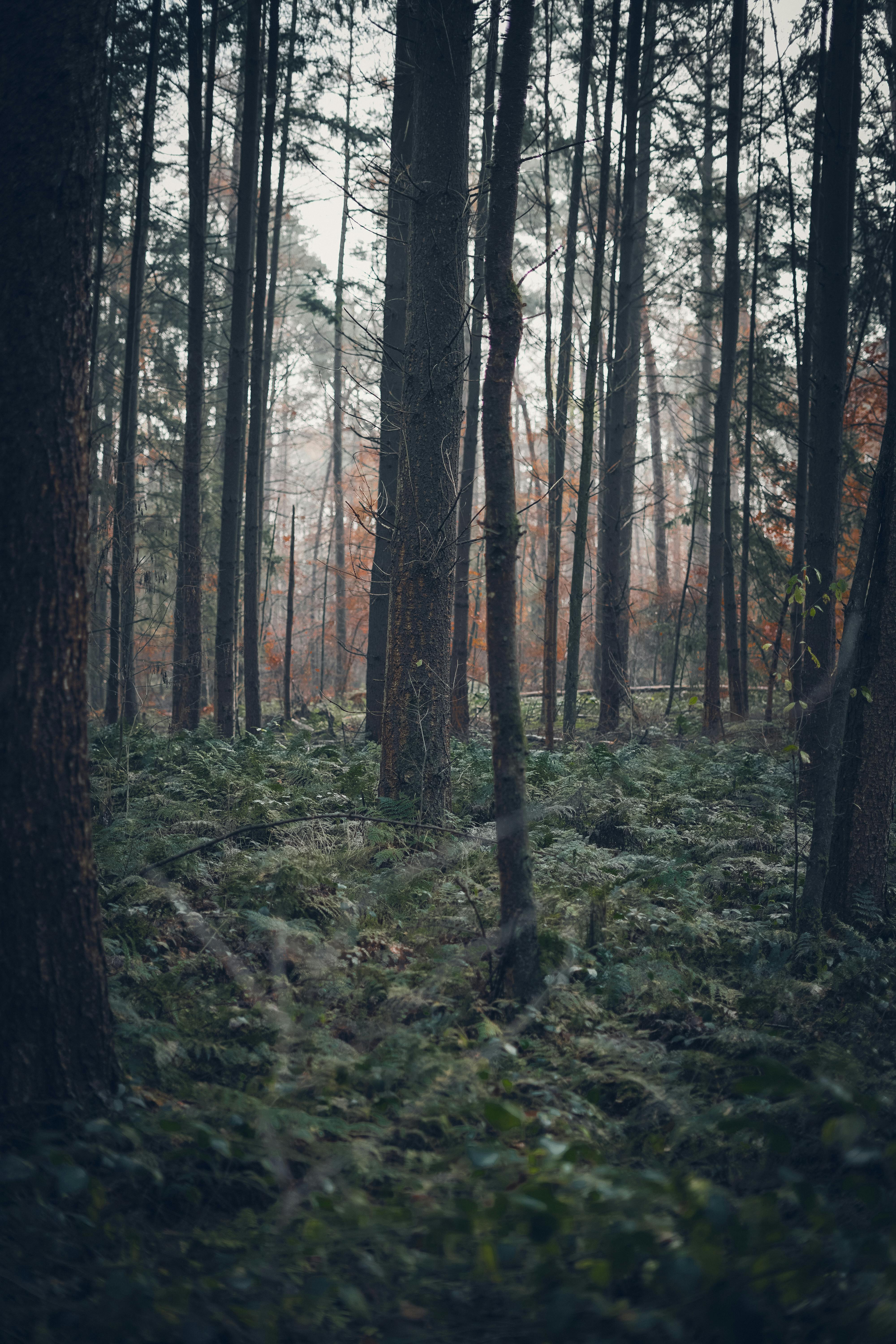 4000x6000 Moody Forest Photo, Download The BEST Free Moody Forest & HD Image