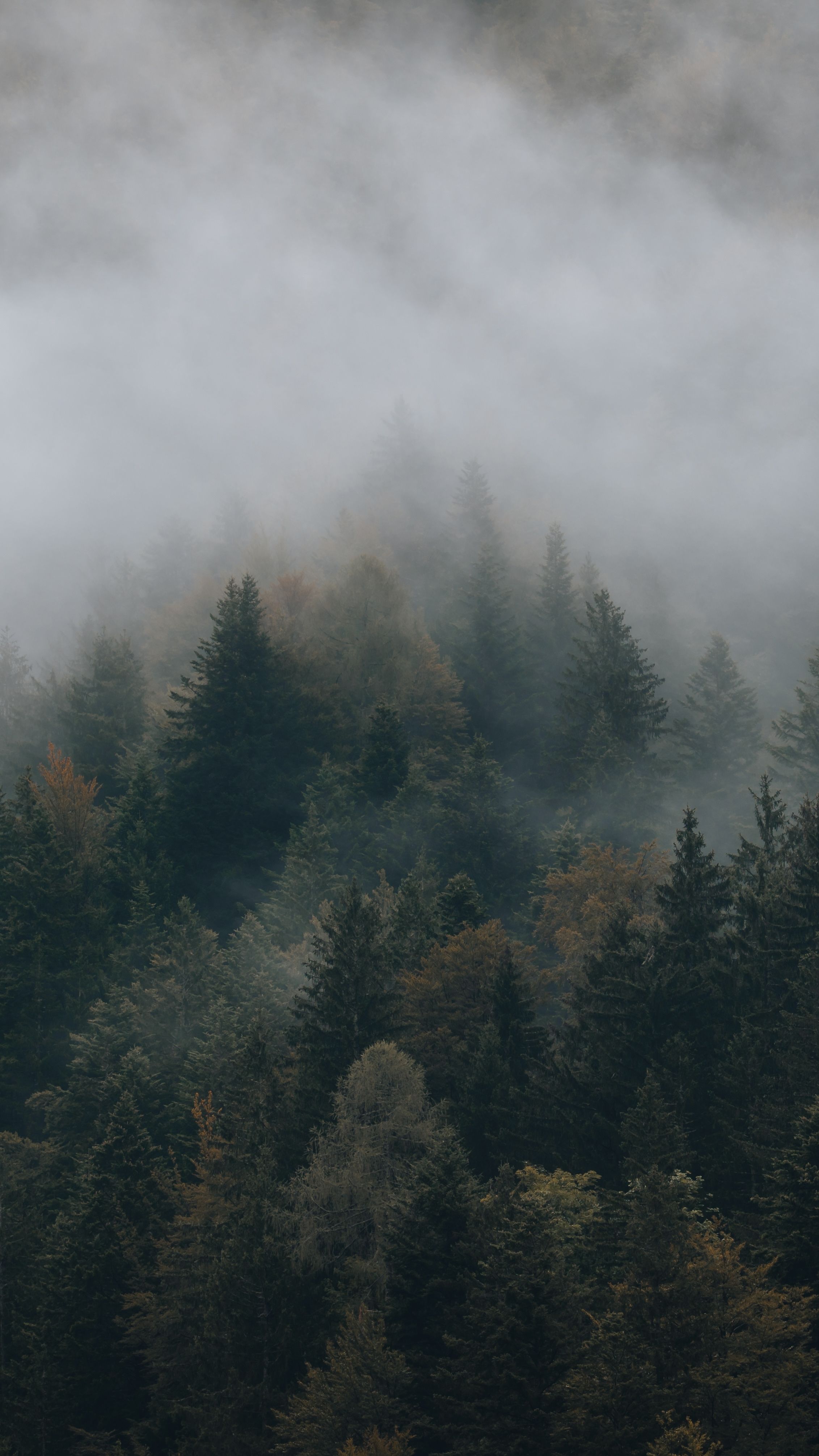 2263x4024 Moody Forest