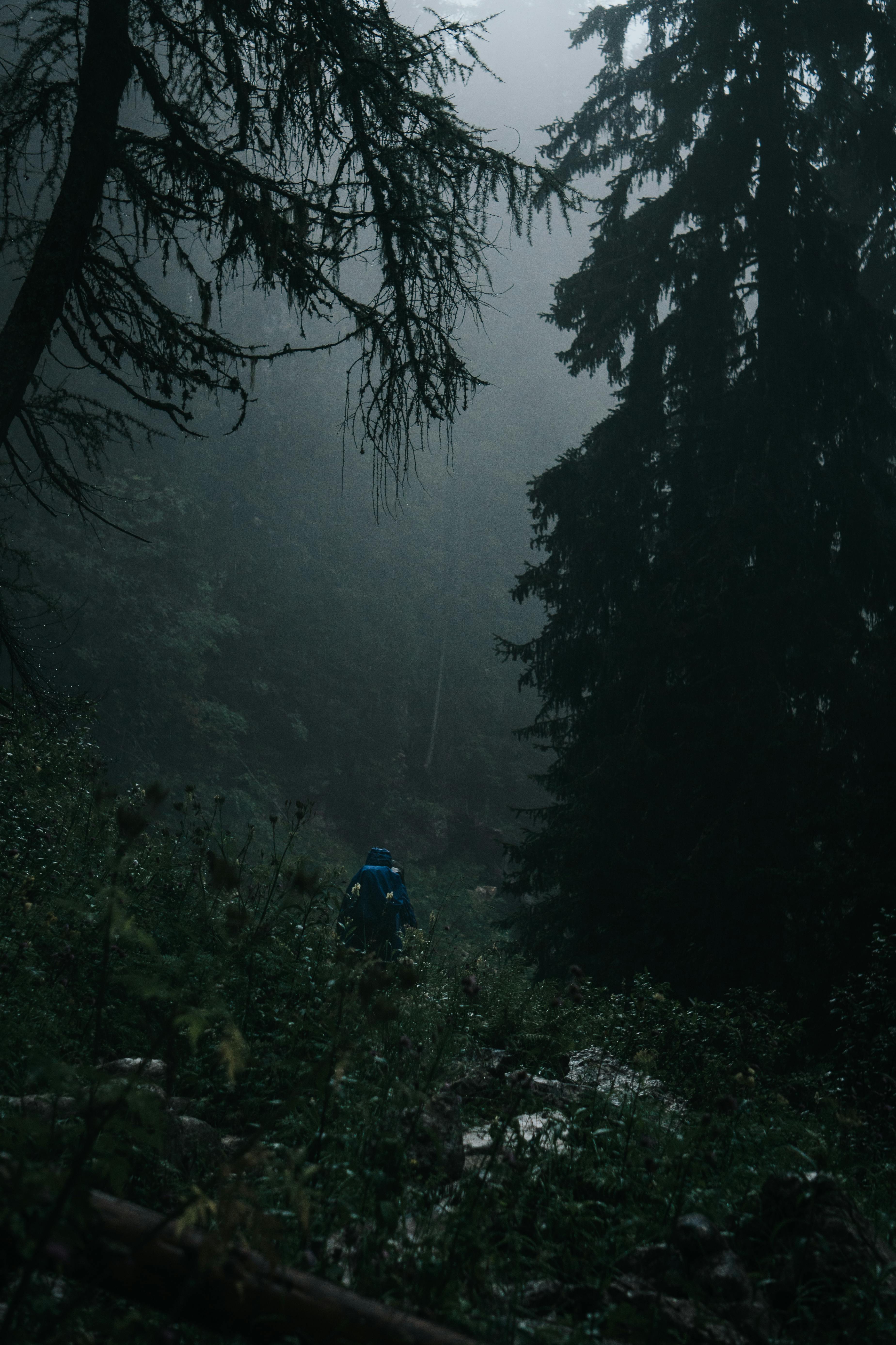 3697x5546 Moody Forest Photo, Download The BEST Free Moody Forest & HD Image