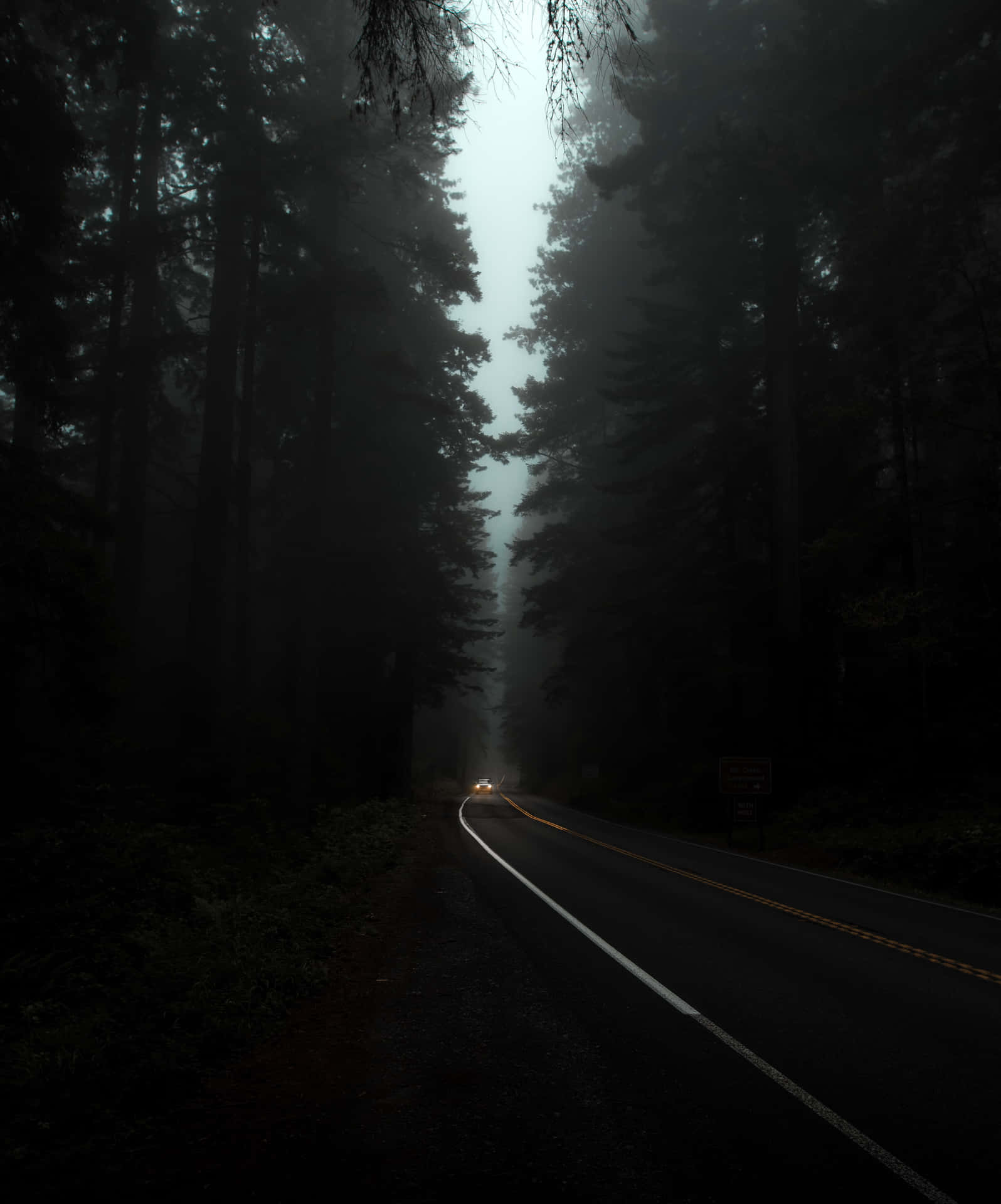 1596x1920 Moody Forest Wallpaper