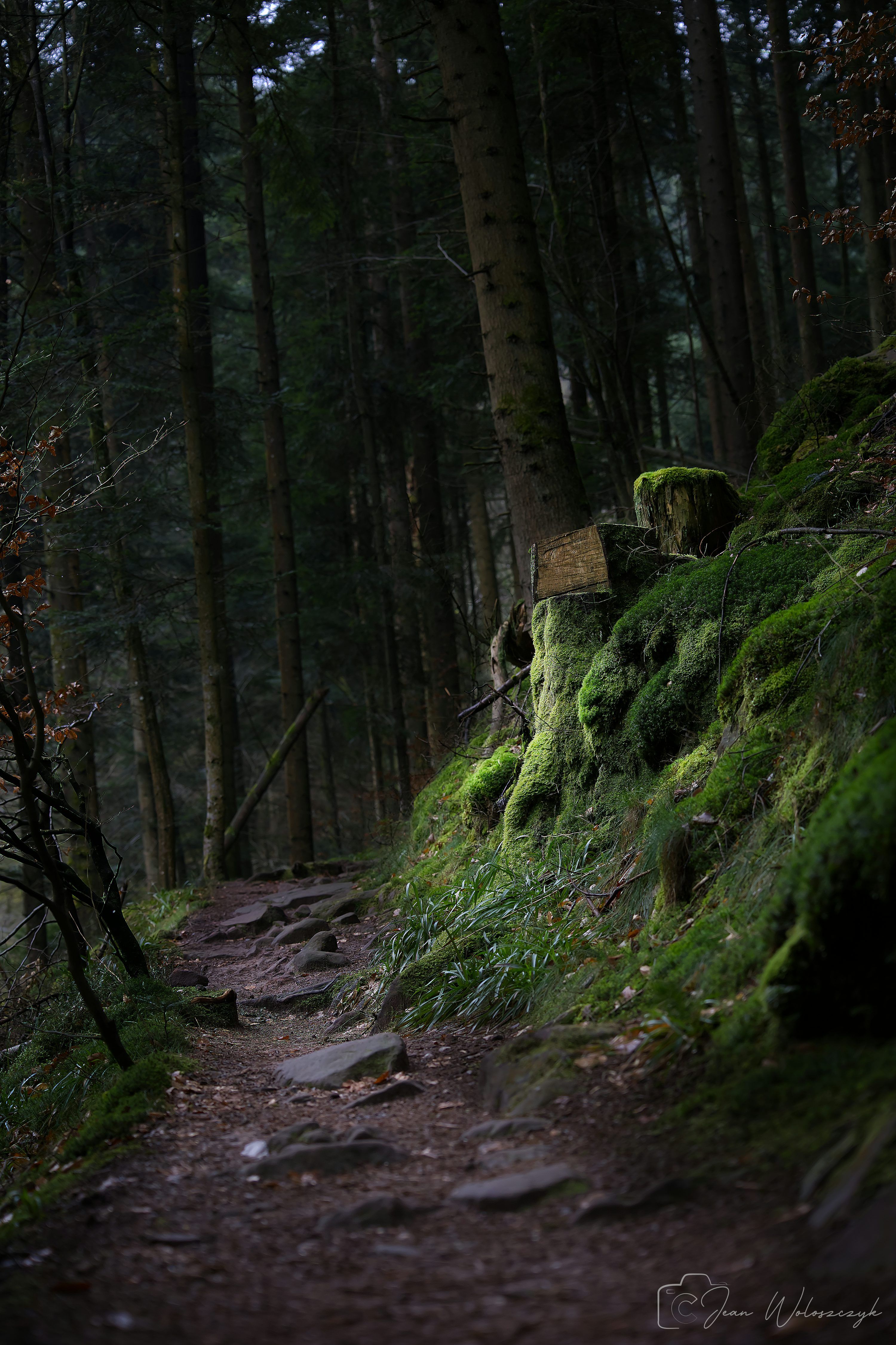 3000x4500 A dark and moody forest trail. photo