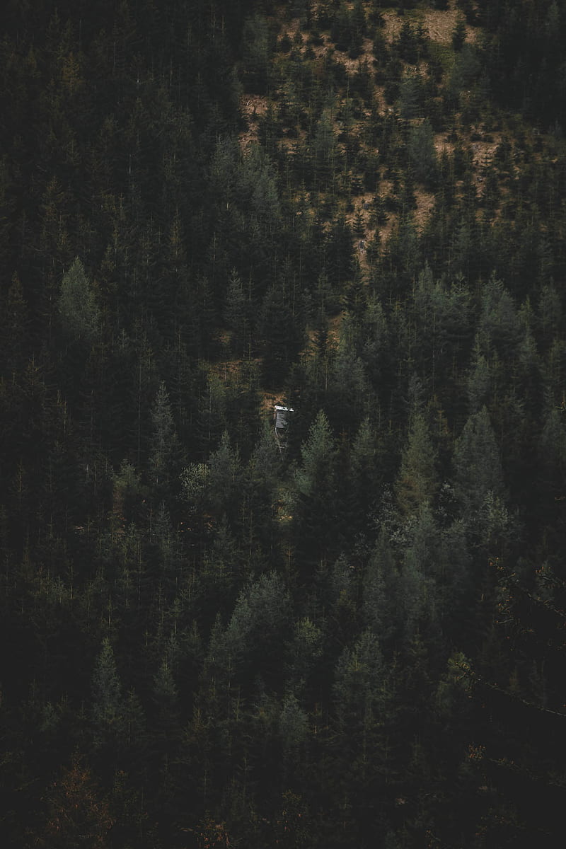 800x1200 Moody Forest, green, house, minimalism, mountain, mountains, nature, HD phone wallpaper