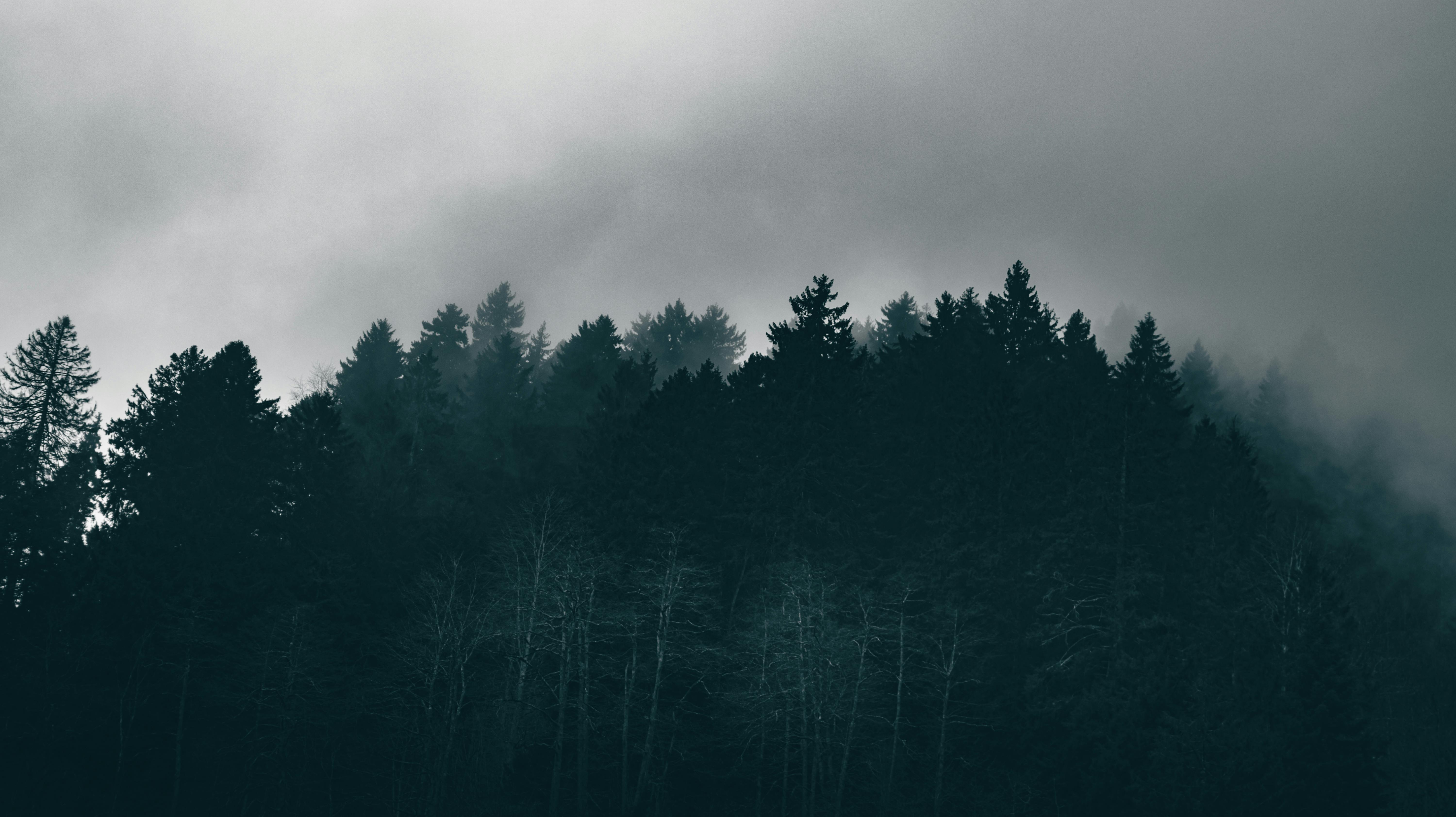 6000x3368 Moody Forest Photo, Download The BEST Free Moody Forest & HD Image