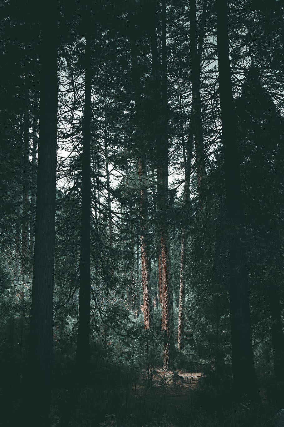 910x1365 silhouette of trees, tree, trunk, moody, shadow, light, forest, woodland