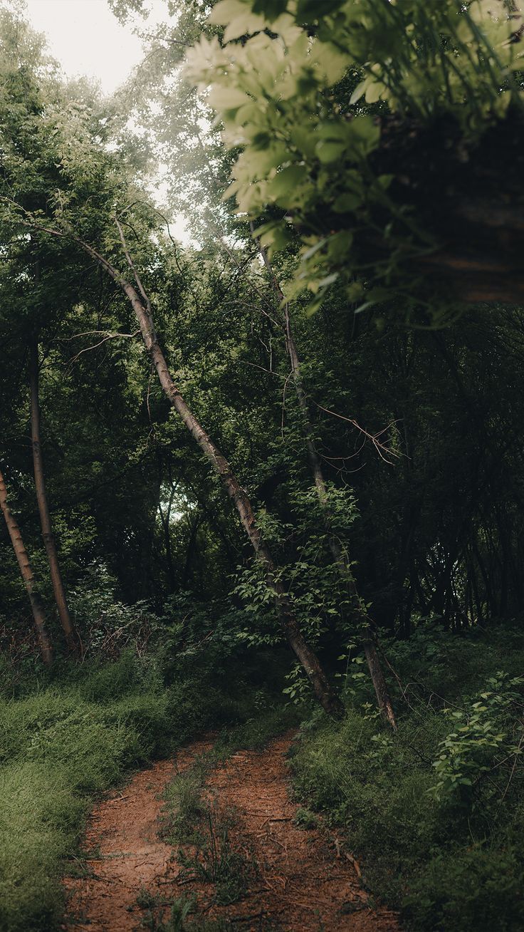 736x1308 Moody forest road Free iPhone Wallpaper