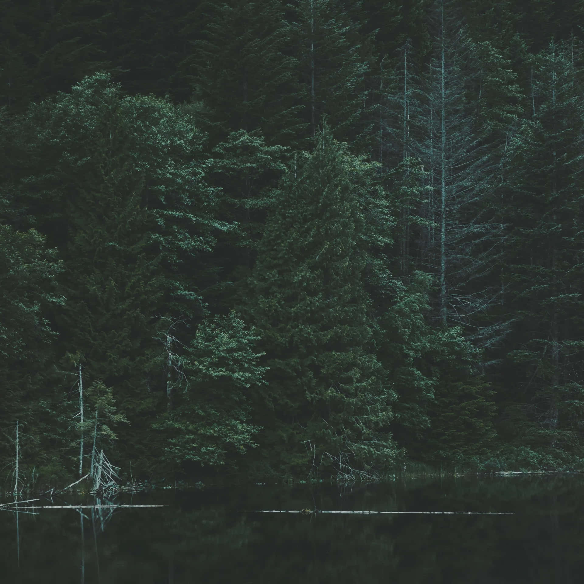 1920x1920 Download Moody Forest Lake Reflection Wallpaper