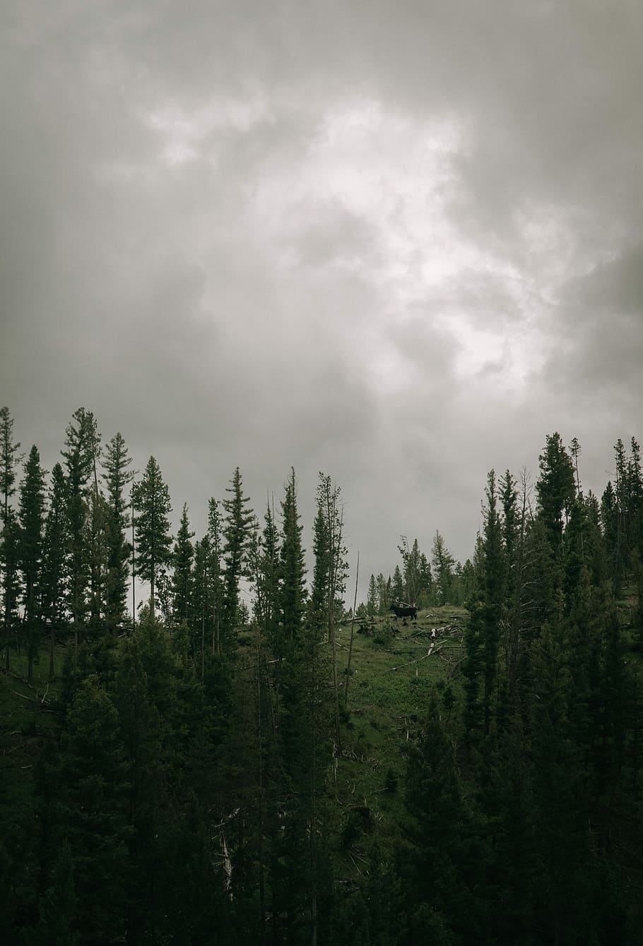 910x1340 green trees, forest view, cloudy, sky, daytime, HD moody, moddy picture, cloudy pic