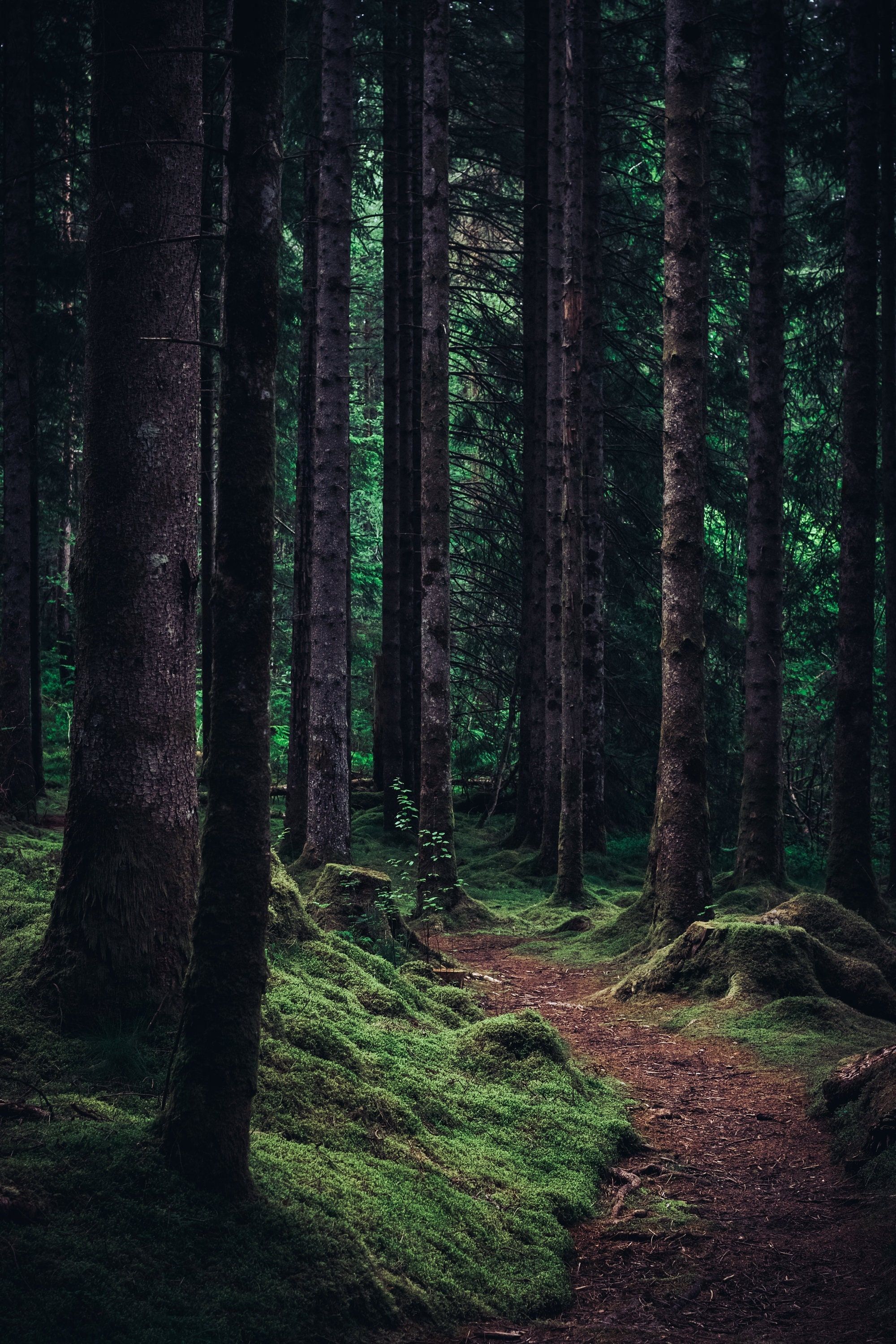 2000x3000 Mossy Forest Path, Moody Green Forest Landscape, High Resolution Digital Download
