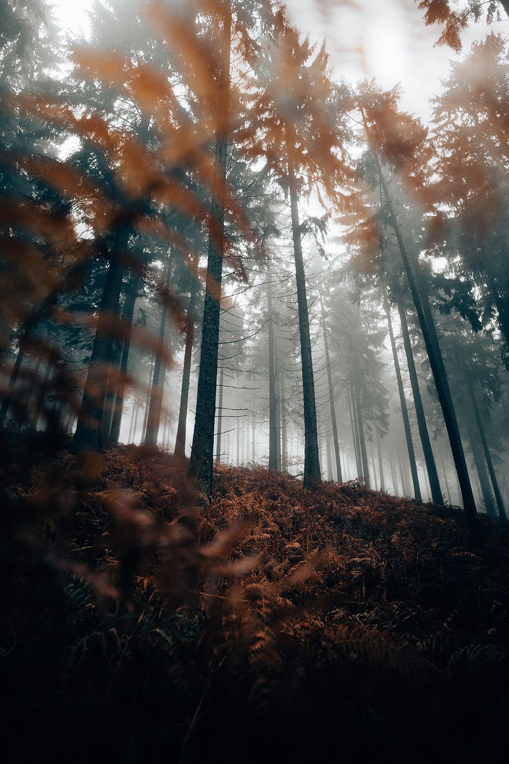 1000x1500 Moody Forest • Fine Art Print