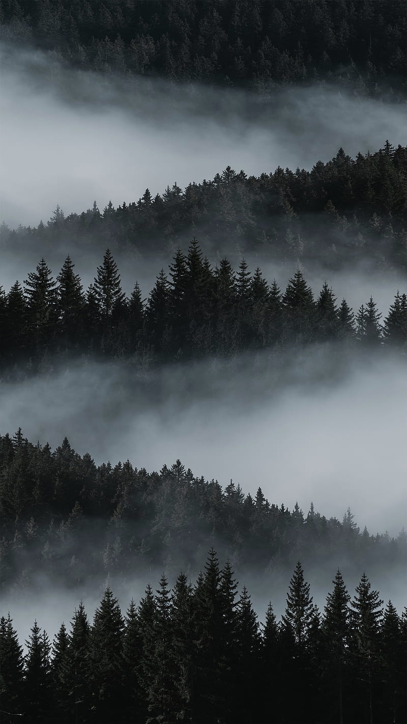 800x1422 HD moody dark forest wallpaper