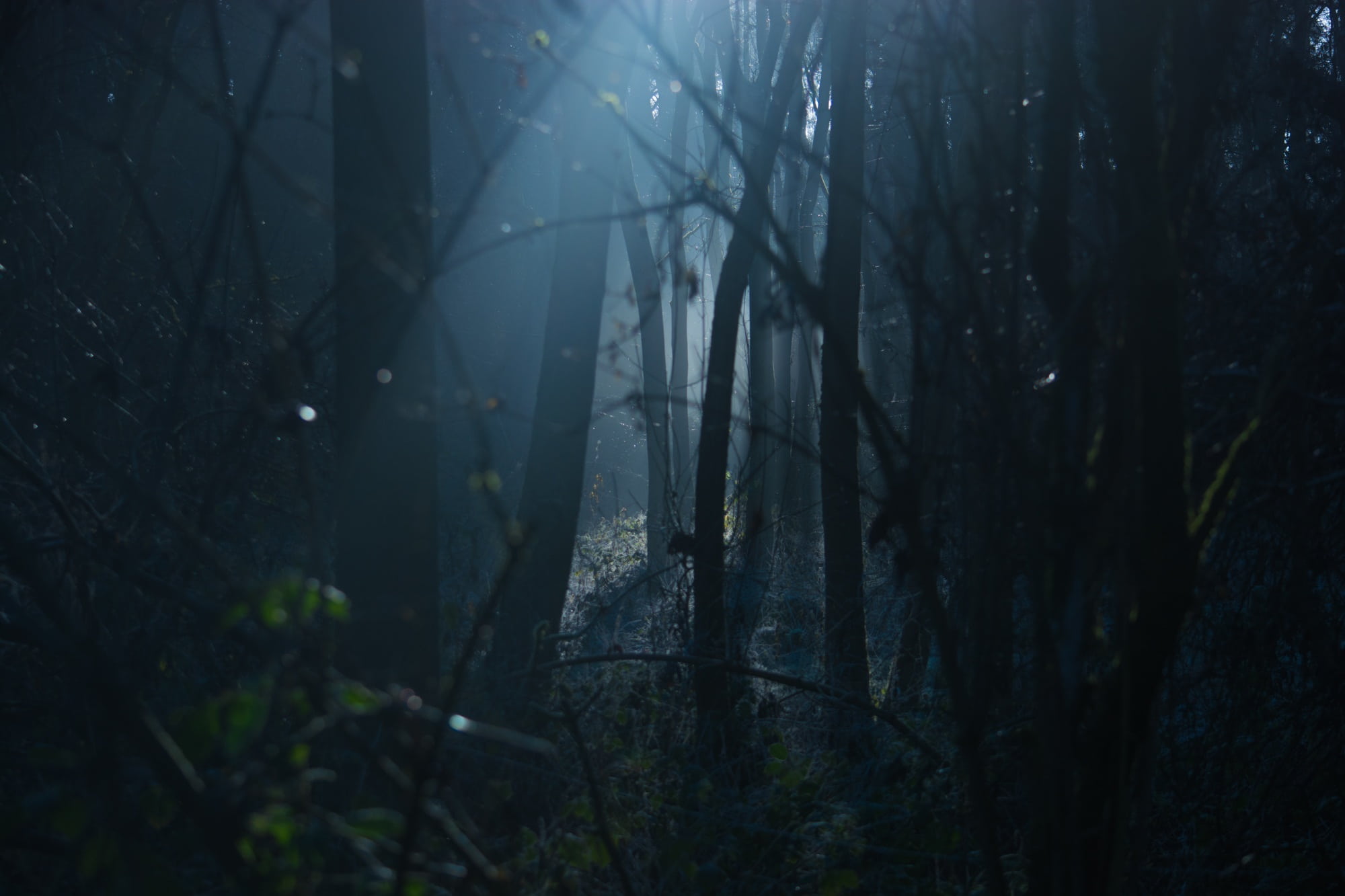 2000x1333 Royalty Free Photo: Forest On Night Time High Saturated Photography