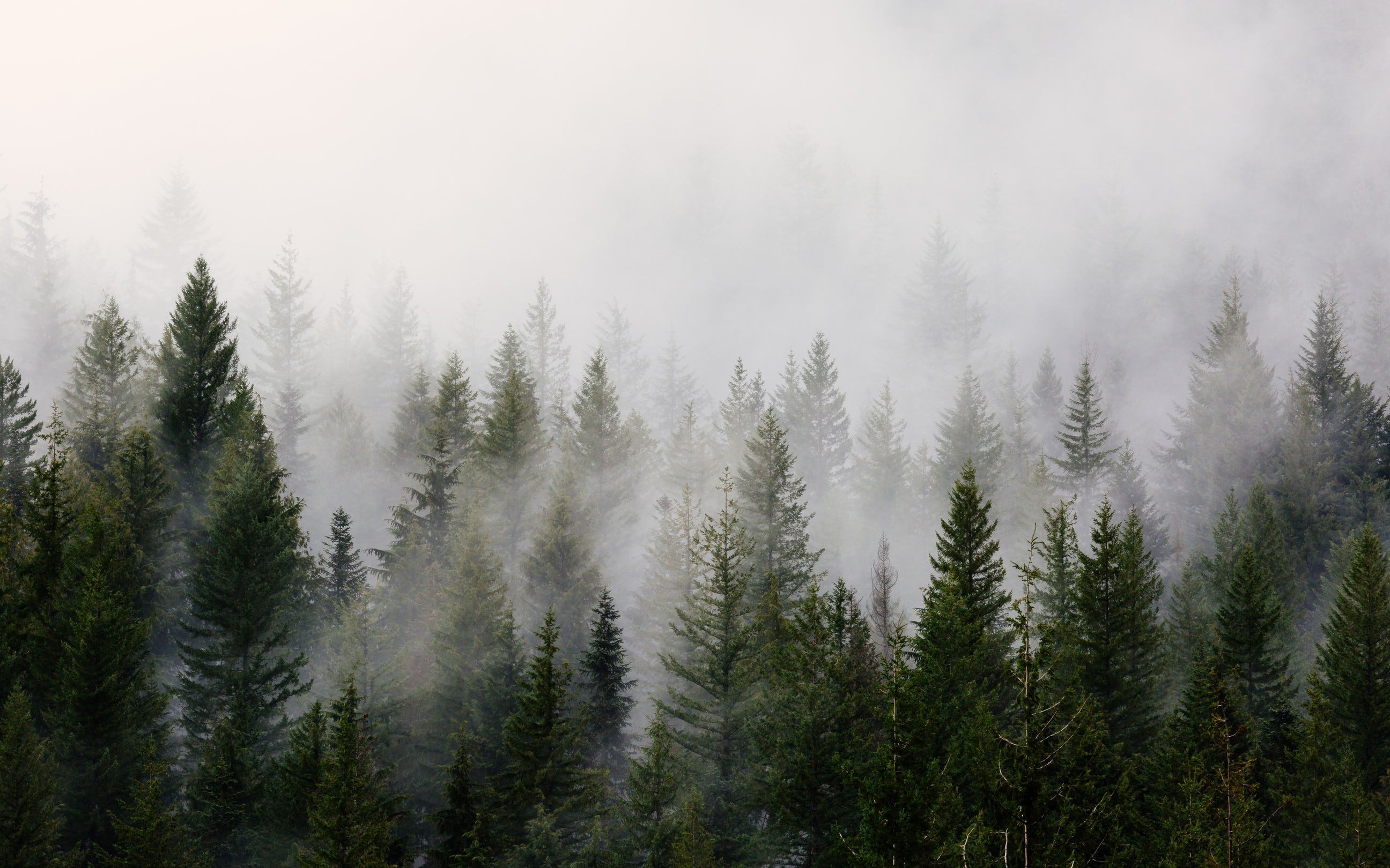 2592x1620 Moody Nature Wallpaper
