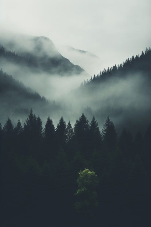 493x740 Moody forest road Image