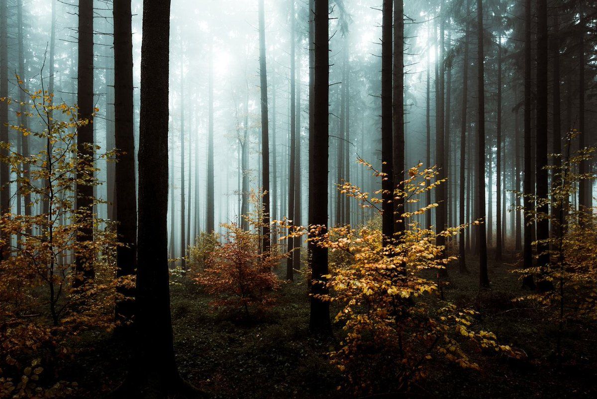 1200x801 Moody Forest