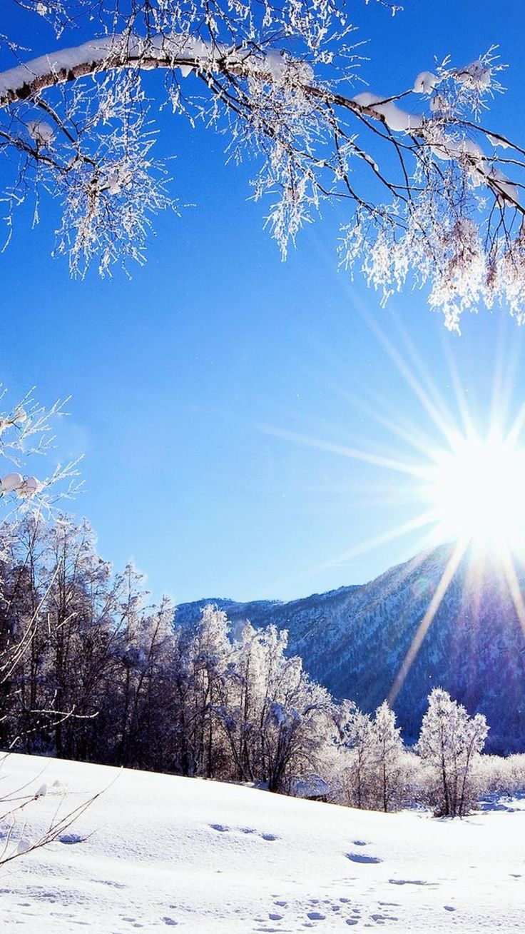 736x1308 The trees like the winter sun cold wallpaper Wallpaper Download 1080x1920