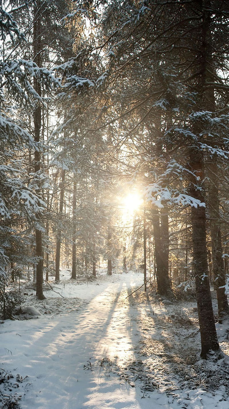 800x1423 Winter, sun, HD phone wallpaper