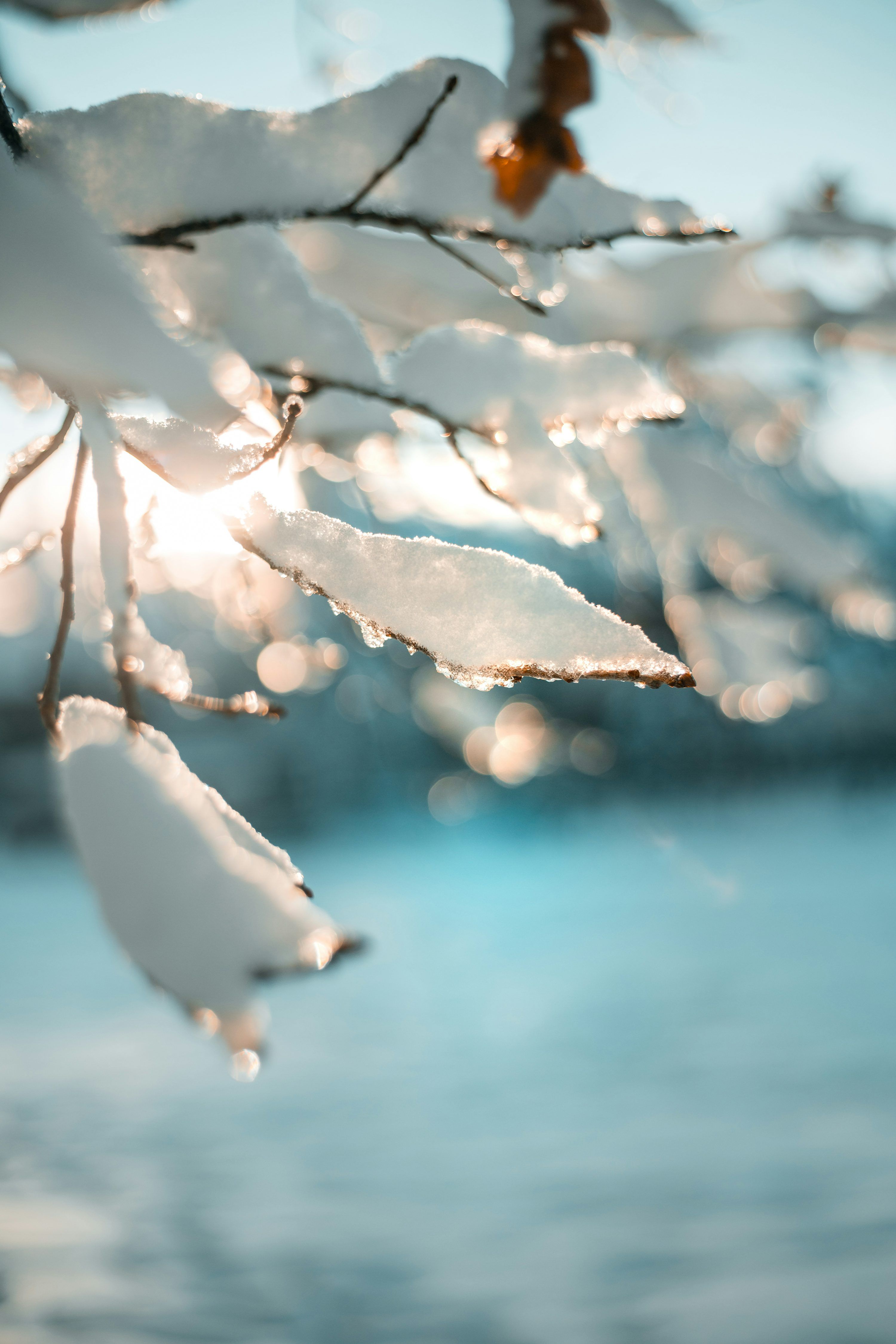 3000x4501 Winter Sun Picture. Download Free Image