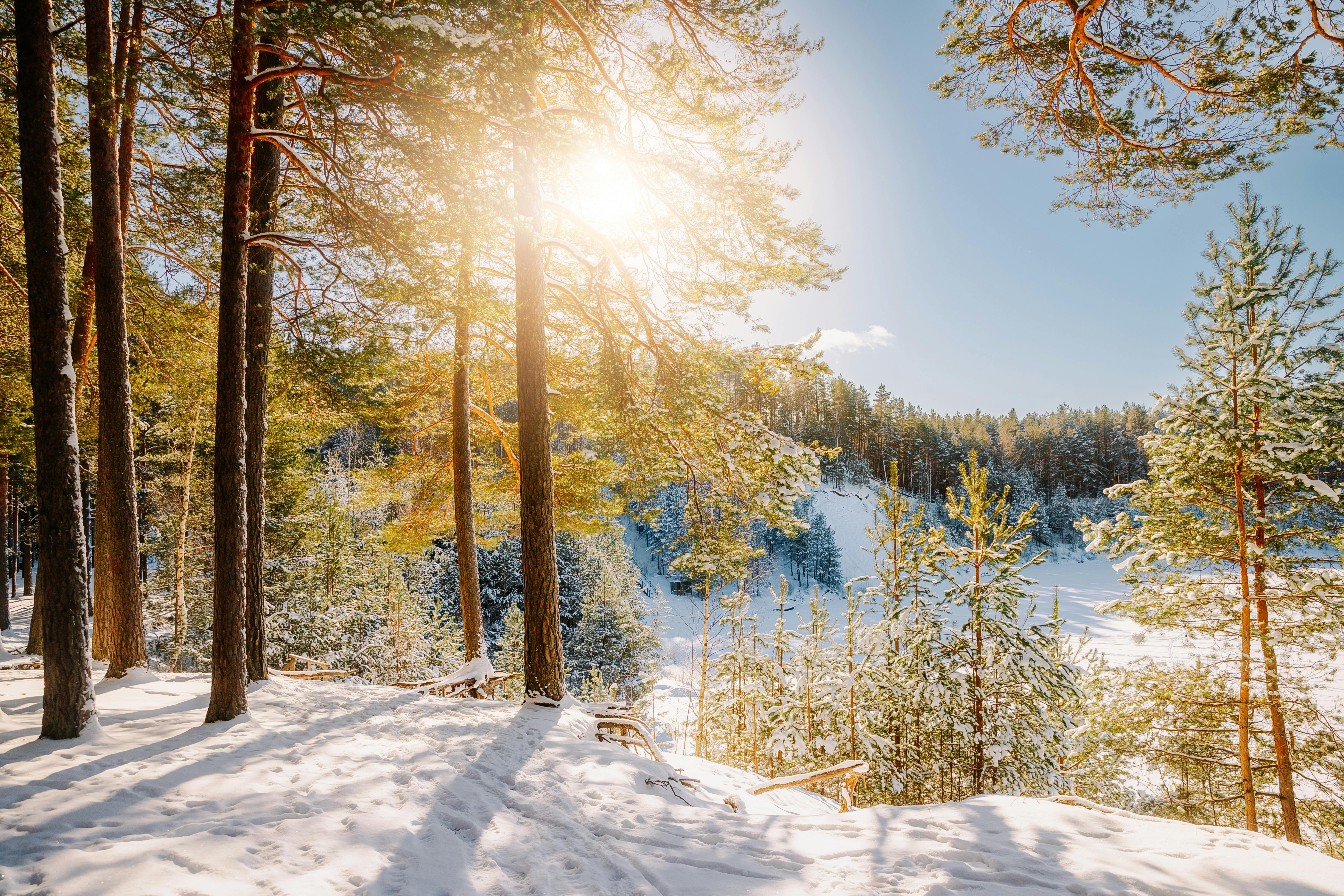 6240x4160 Sunlit Winter Woodland With Snow Covered Trees · Free