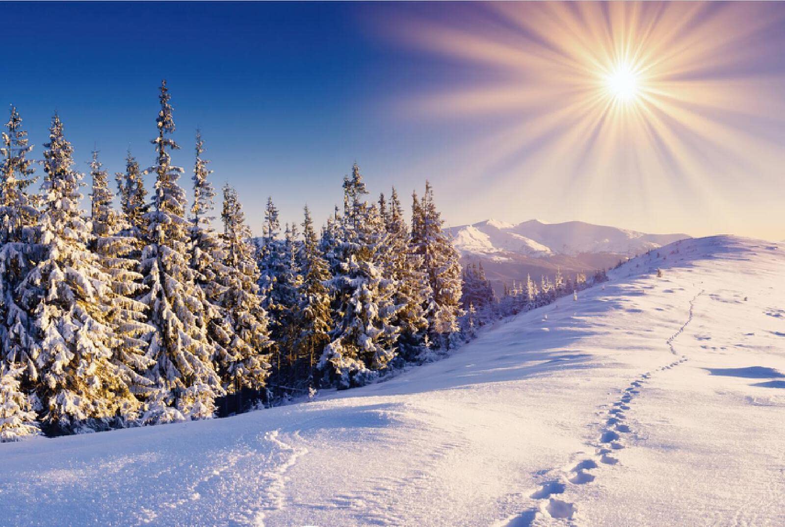 1600x1075 Wall Murals Photo Wall Paper Cedar Forest In The Winter Sun Photography Background Decor Painting Living Room Bedroom Non Woven Mural Wallpaper Poster Picture 300x210 Cm : Amazon.co.uk: DIY & Tools