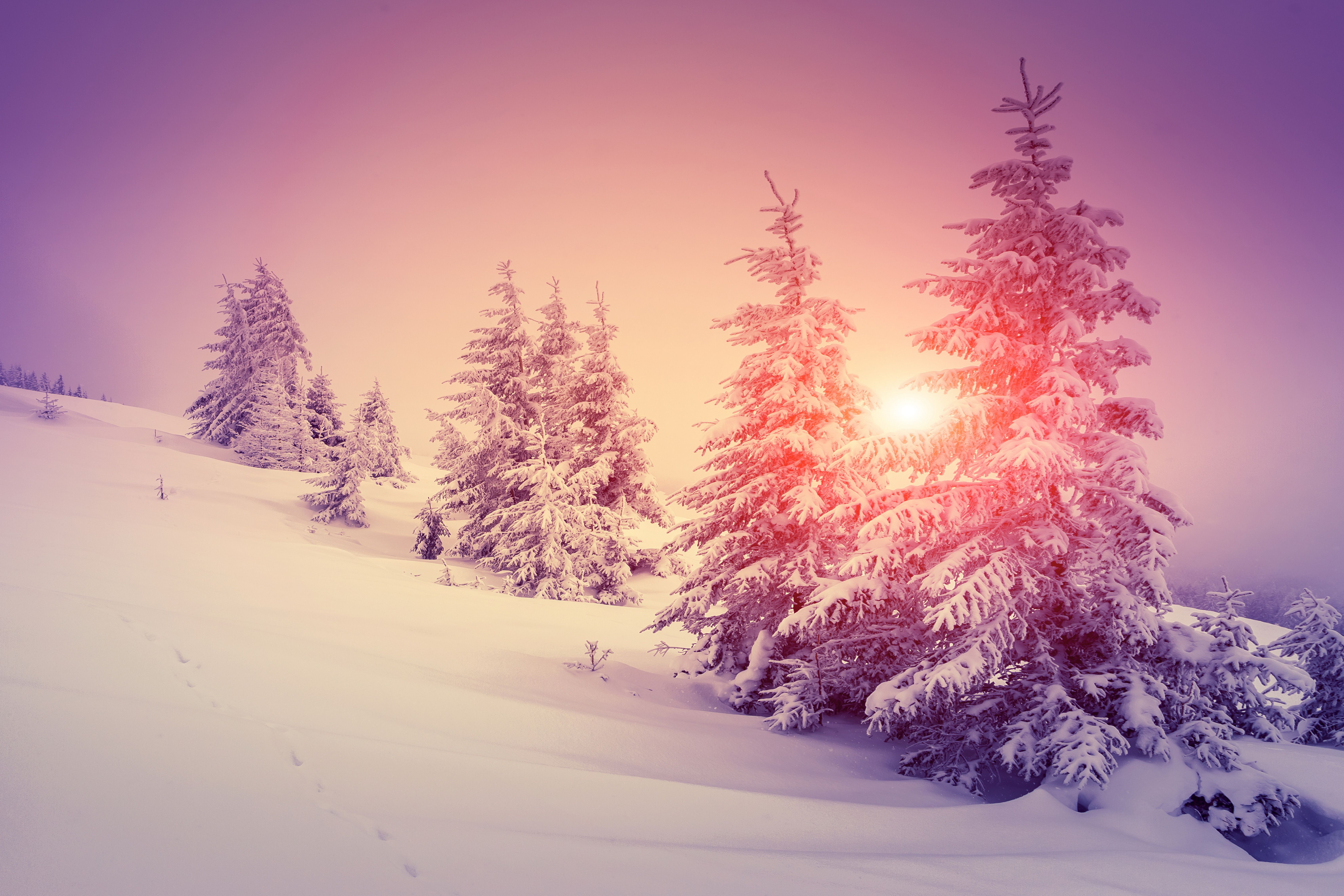 6800x4533 Download Sun Forest Tree Snow Nature Winter 4k Ultra HD Wallpaperx4533