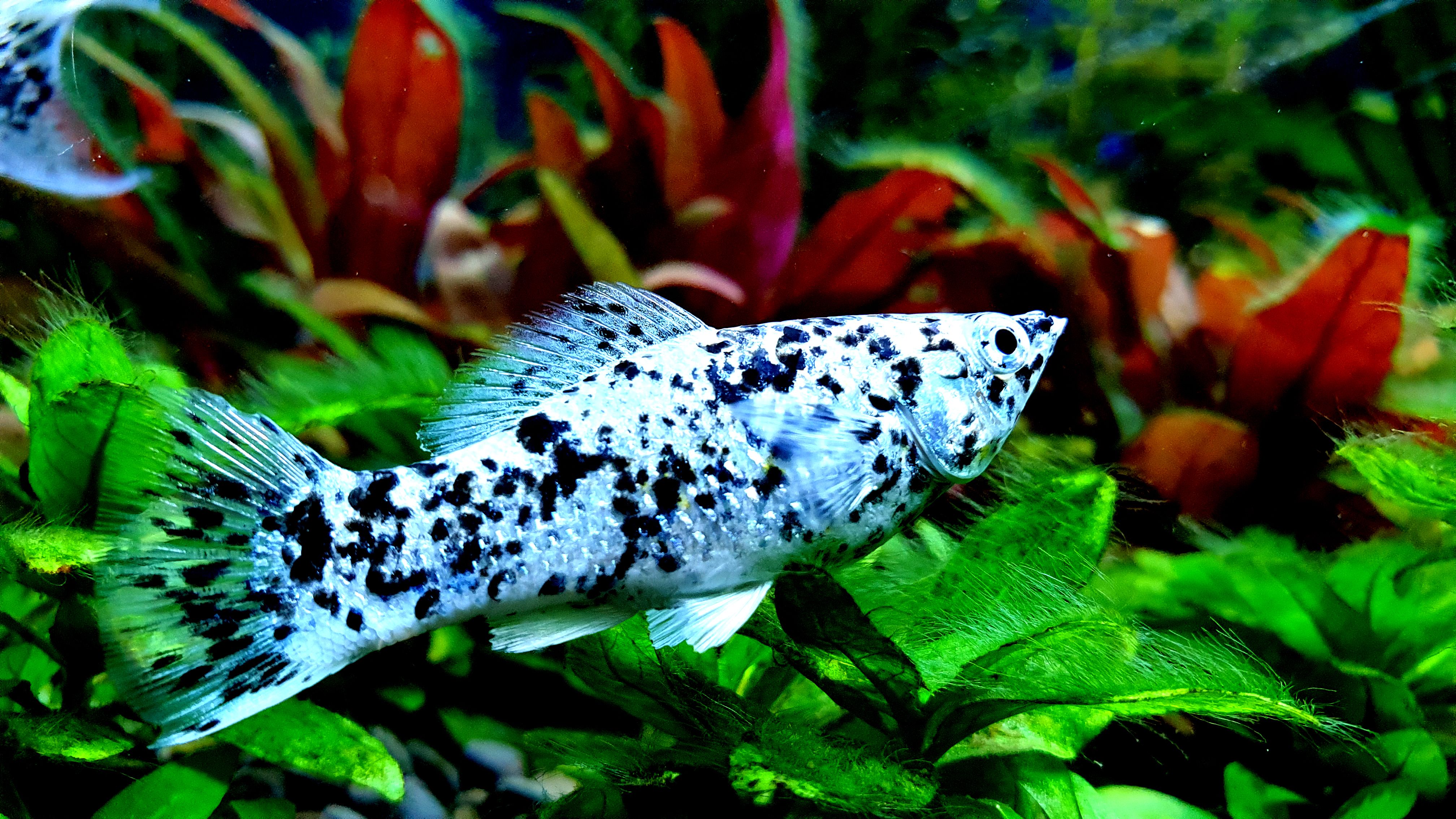 4032x2268 Download Dalmatian Sailfin Molly Fish 4K HD Wallpaper