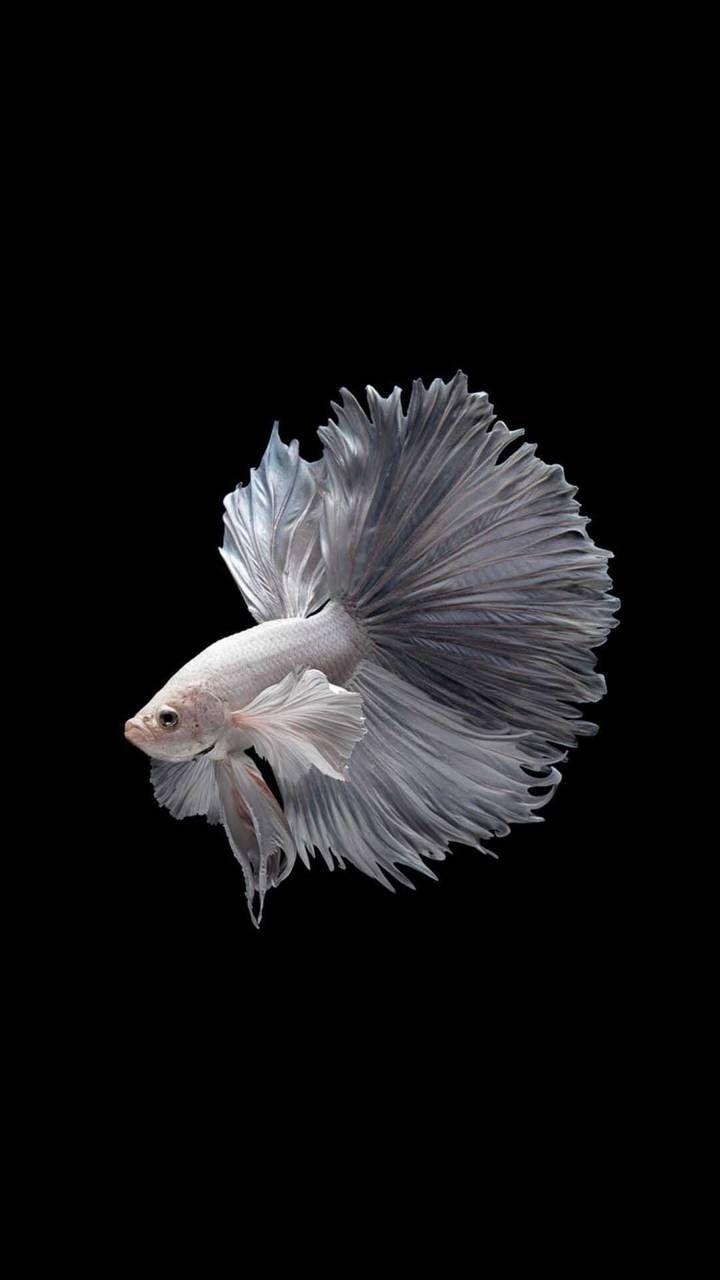 720x1280 Molly Fish Wallpaper