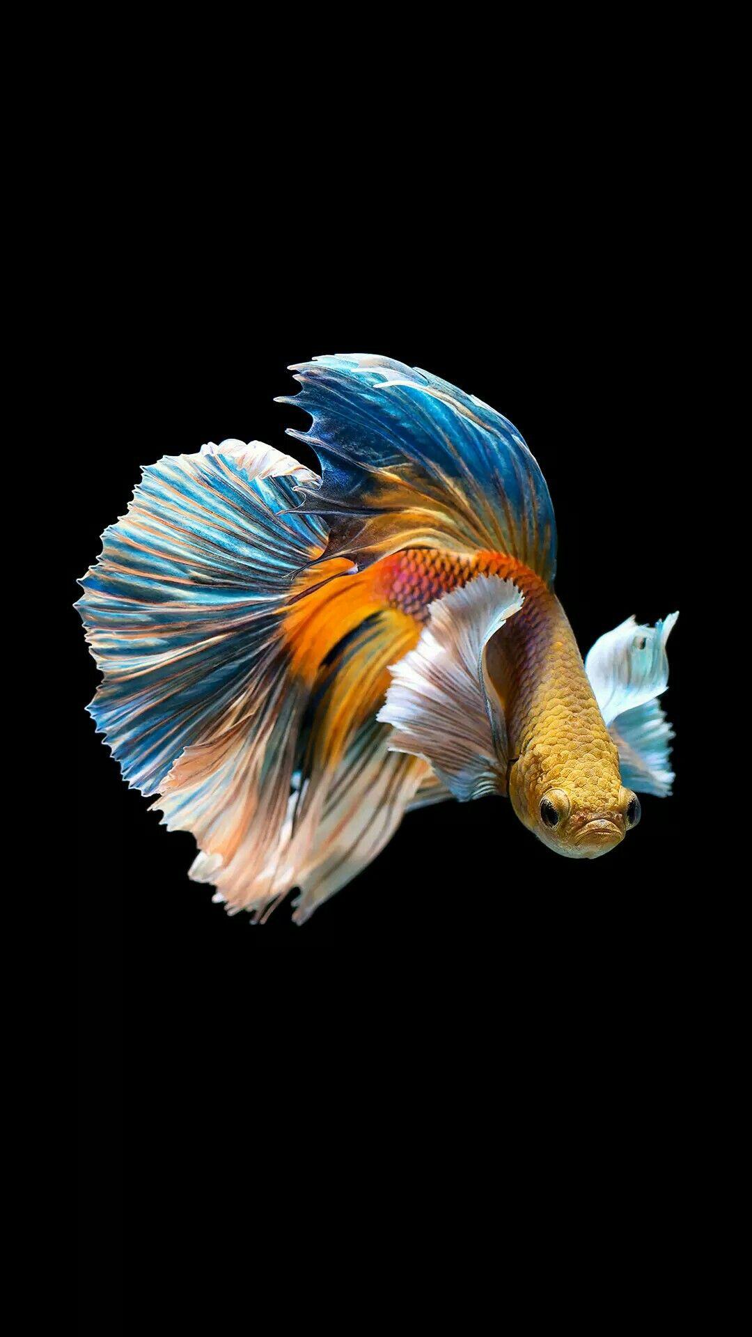 1080x1920 Molly Fish Wallpaper