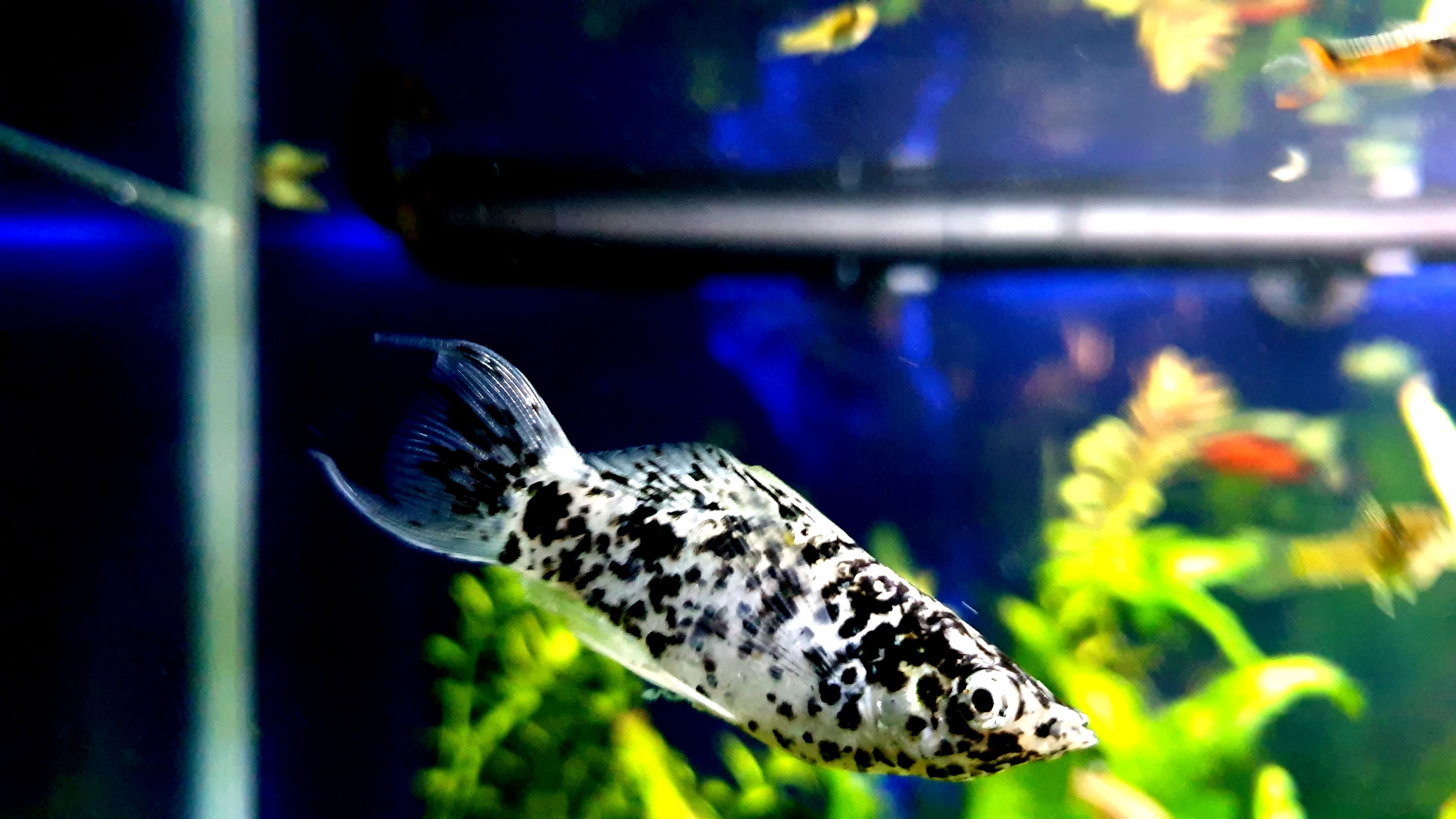 4032x2268 Download Dalmatian Sailfin Molly Fish 4K HD Wallpaper