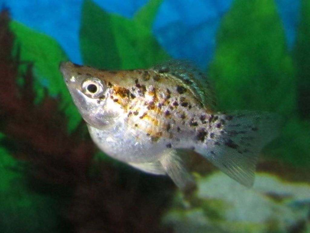 1024x768 Molly Fish Care, Feeding and Breeding of Mollies