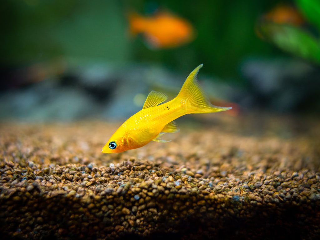 1024x768 Golden Lyretail Molly Fish Live Mollies Online Near Me