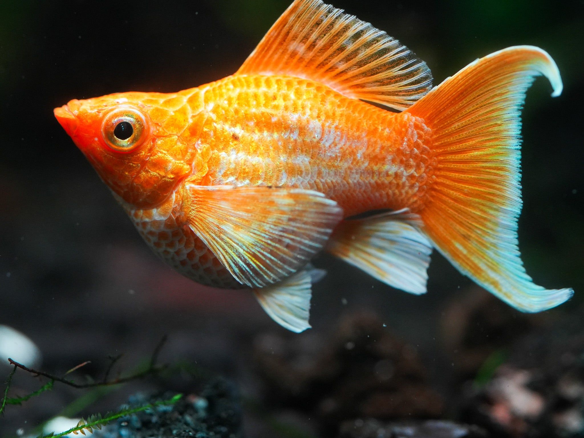 2048x1536 Golden Balloon Molly Round Tail