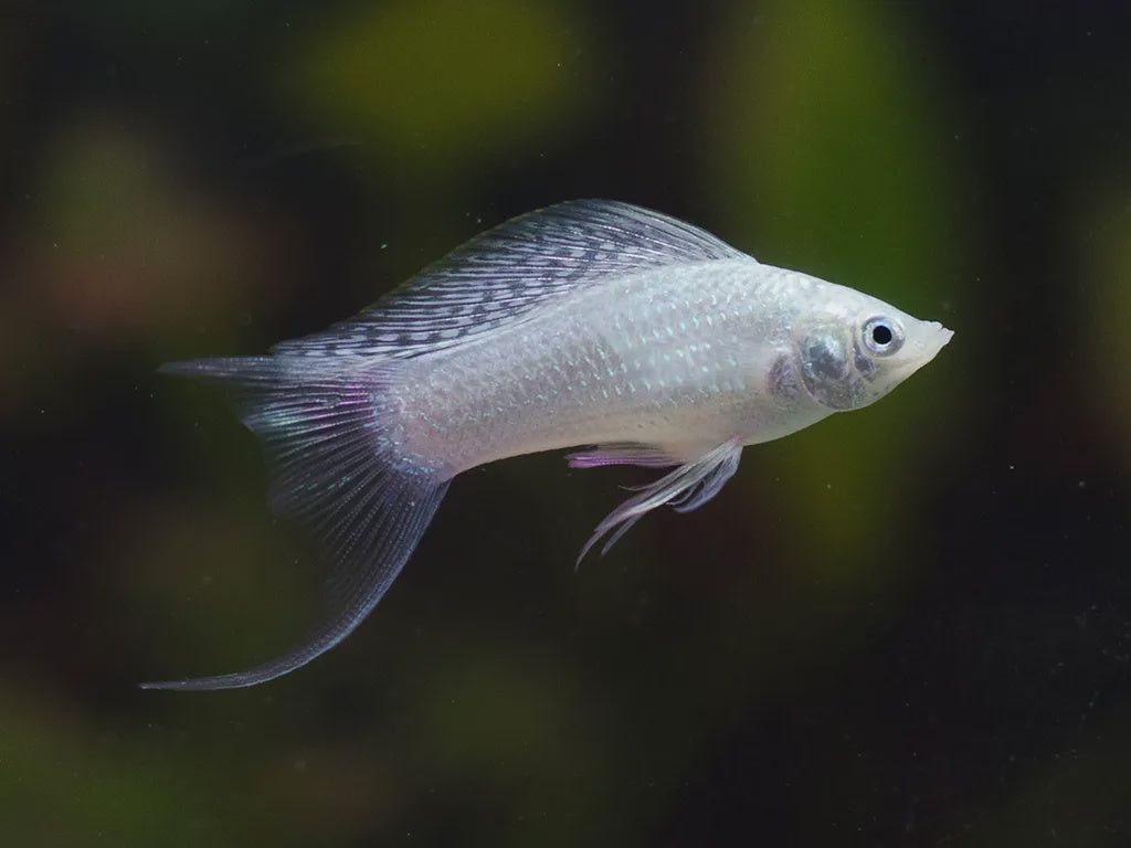 1024x768 Lyre Tail Molly