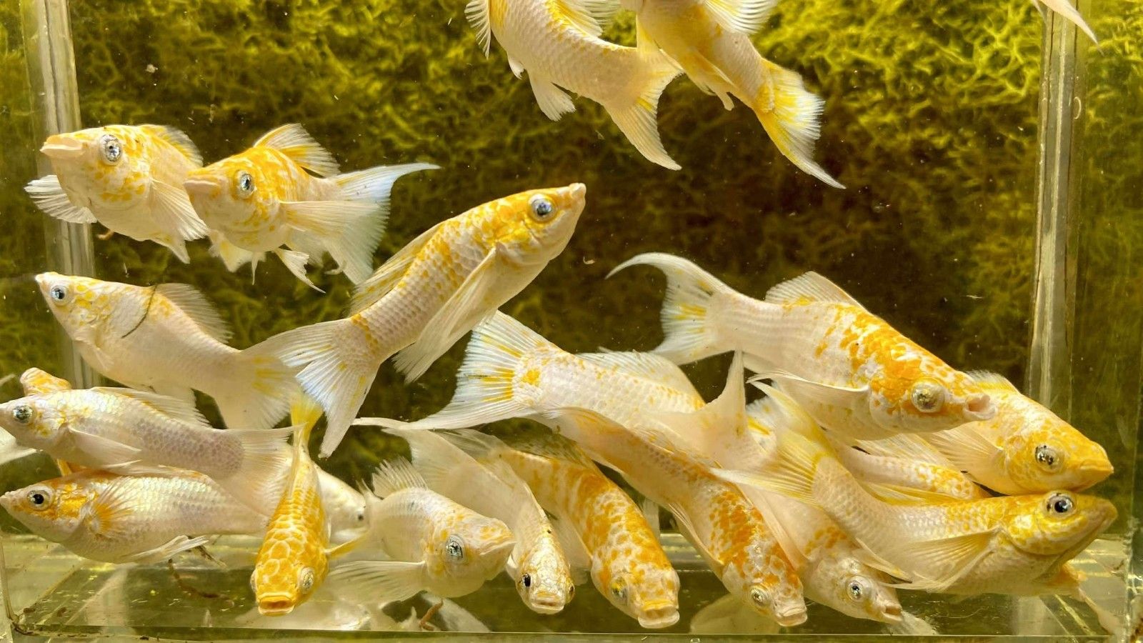 1600x900 MOLLY SAKURA BLUE EYE LONG BODY LYRETAIL BREEDING LIVE FISH HIGH QUALITY