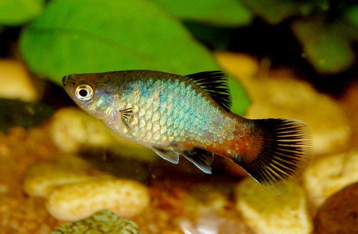 1225x800 Molly Fish Wallpaper