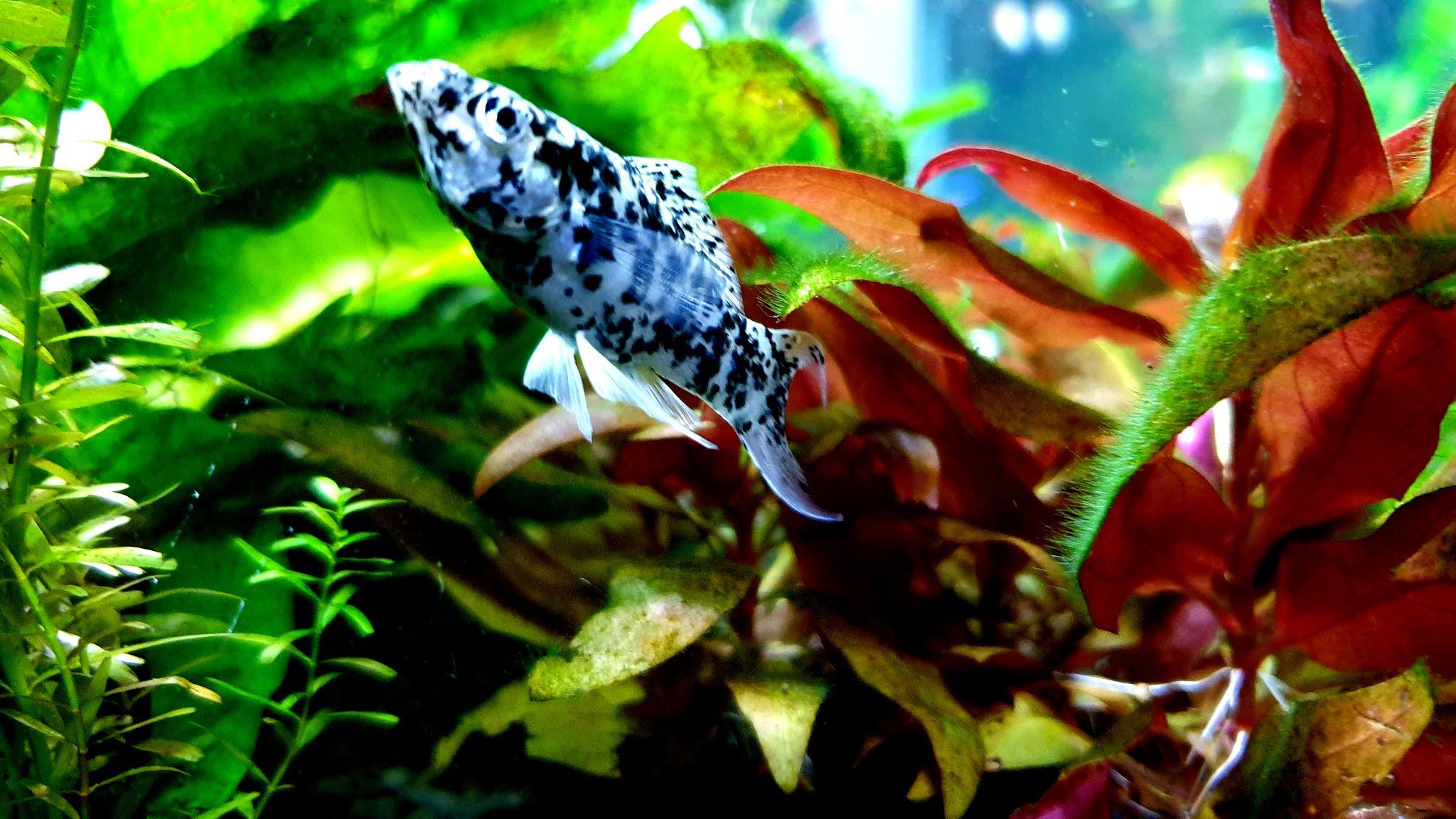 2048x1152 Molly Fish 4K Ultra HD Wallpaper / Background