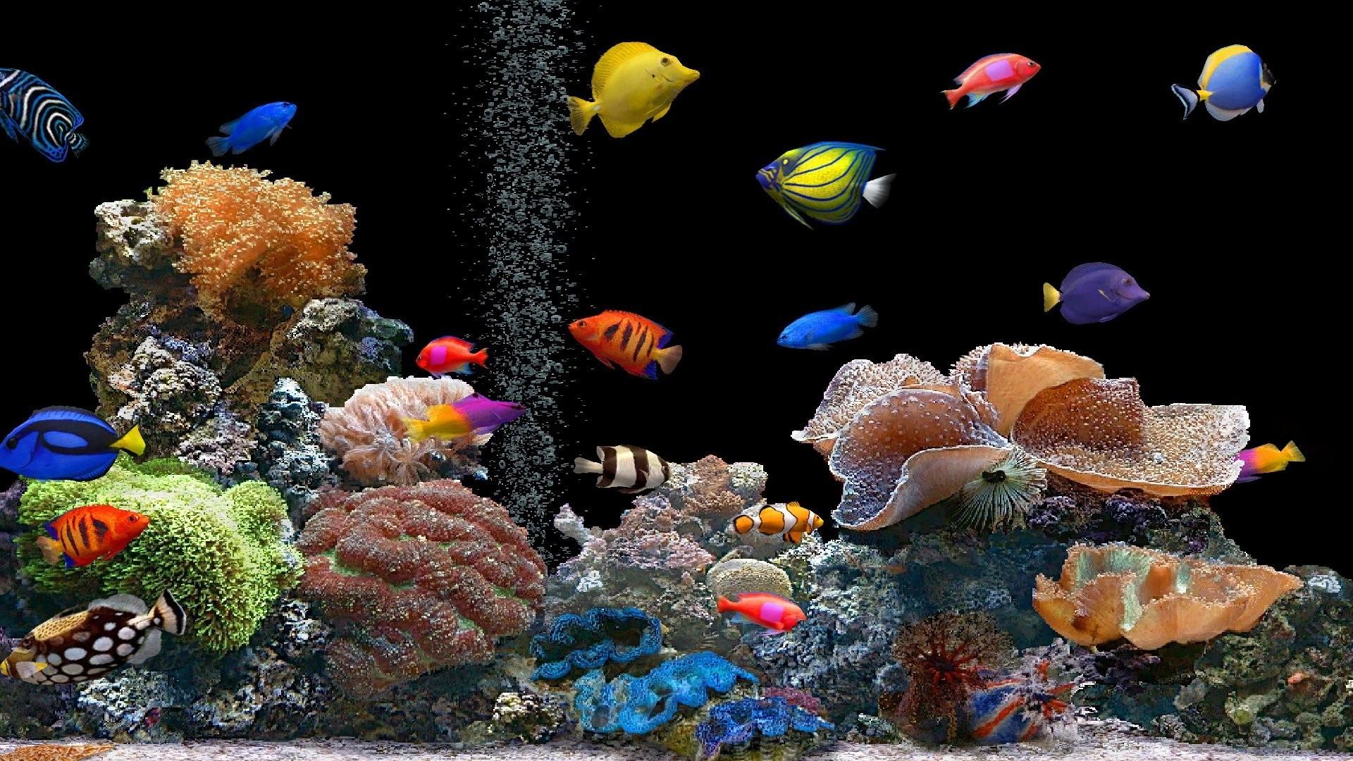 1920x1080 Molly Fish Wallpaper
