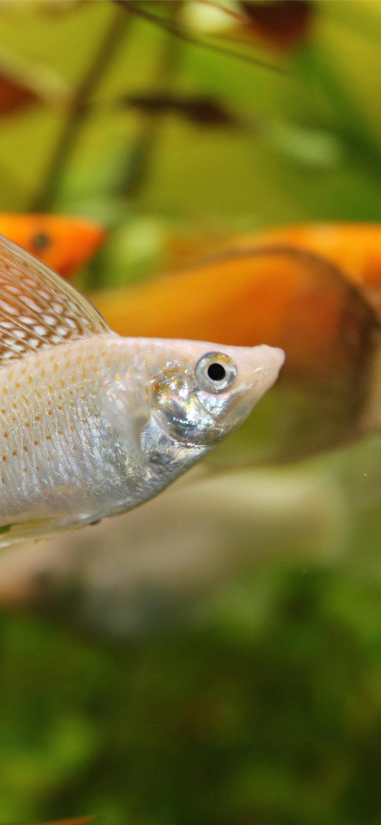 1284x2778 Mollienesia 5k 4k 8k fish aquarium water Xiphophor. iPhone Wallpaper Free Download