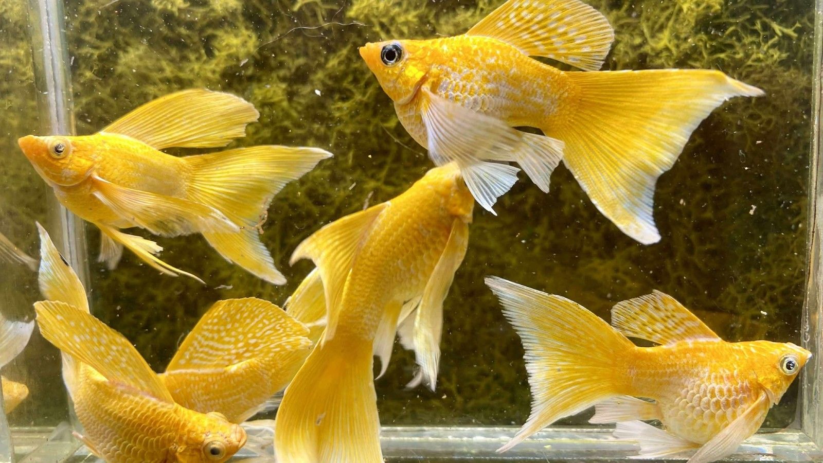 1600x900 MOLLY GOLDEN BLUE EYE FAIRY TAIL BREEDING PAIR LIVE FISH HIGH QUALITY