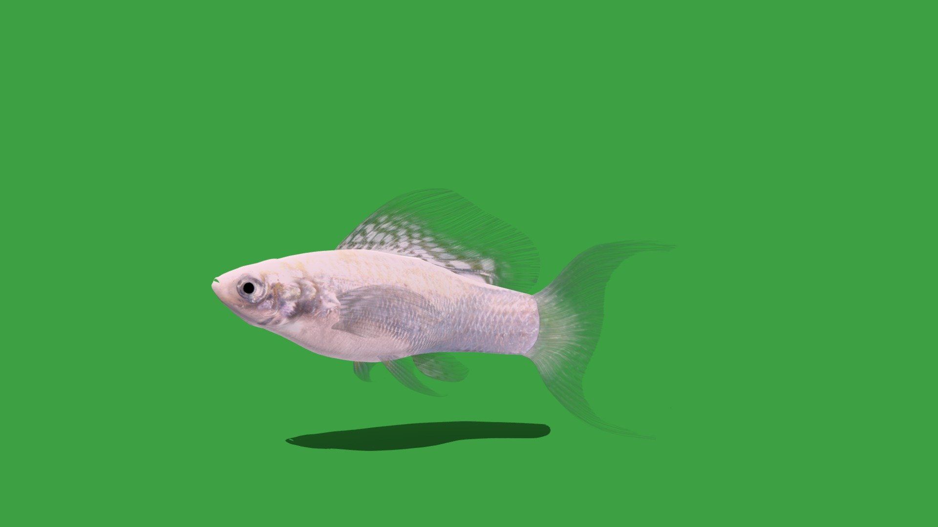 1920x1080 Molly Silver Lyretail Fish model by Nyilonelycompany [9319190]