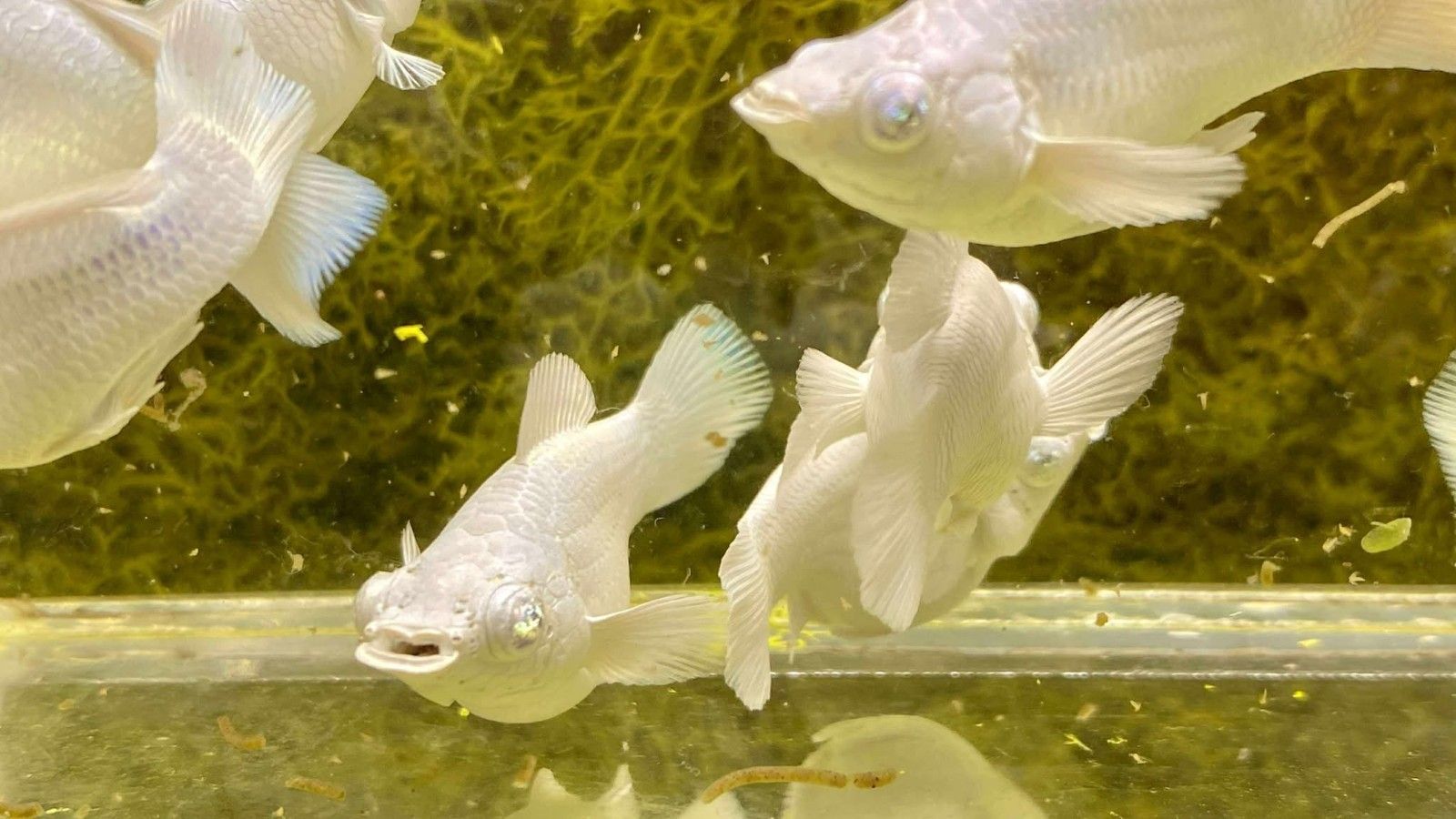 1600x900 MOLLY PURE PLATINUM WHITE EYE ROUND TAIL BREEDING LIVE FISH HIGH QUALITY