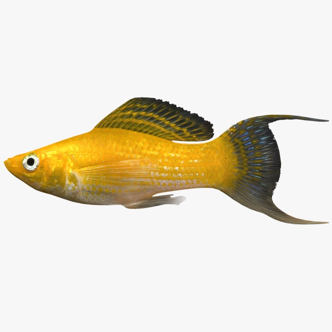 1080x1080 3D Molly 1 Model