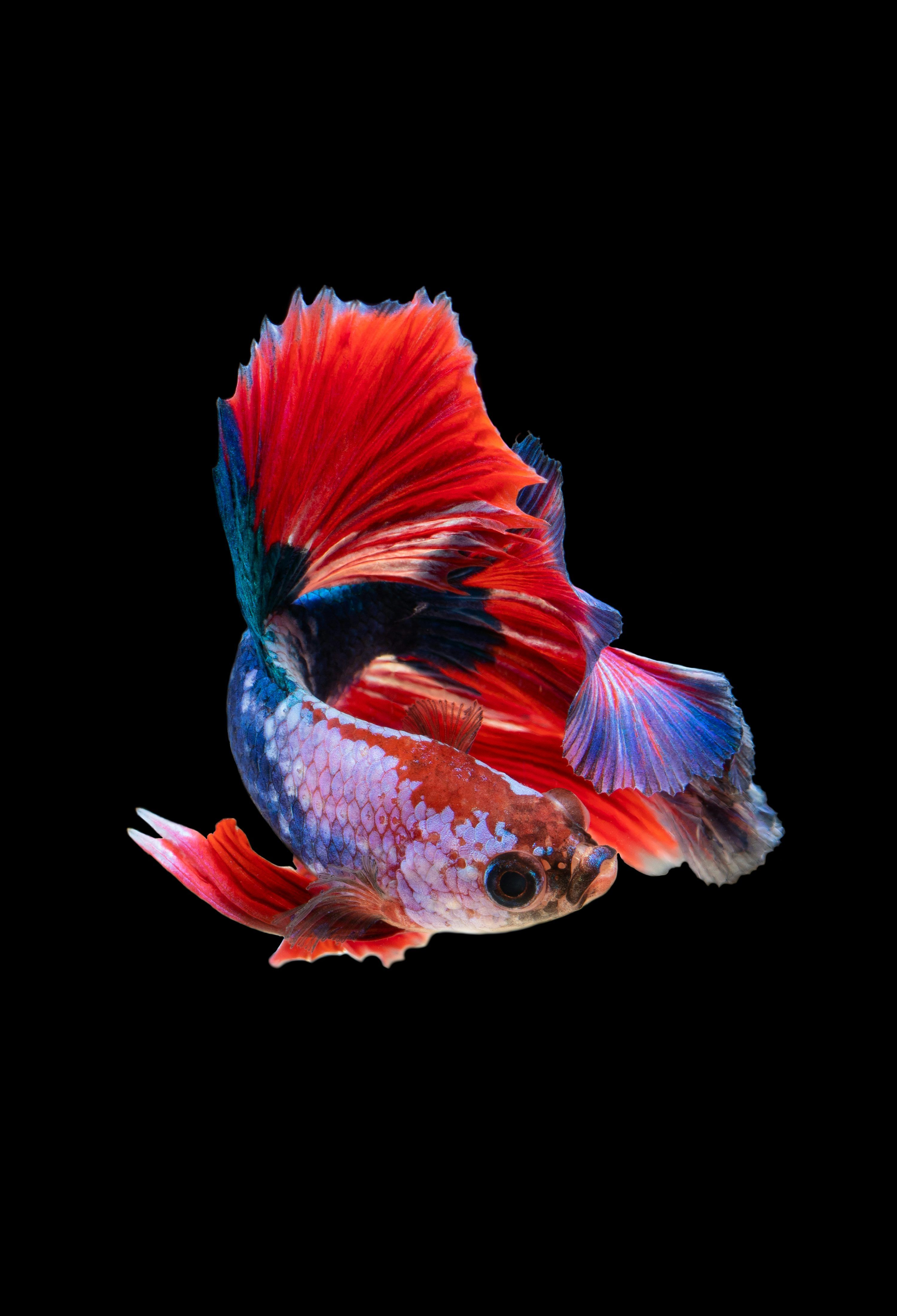 3000x4400 Tropical Fish Picture. Download Free Image