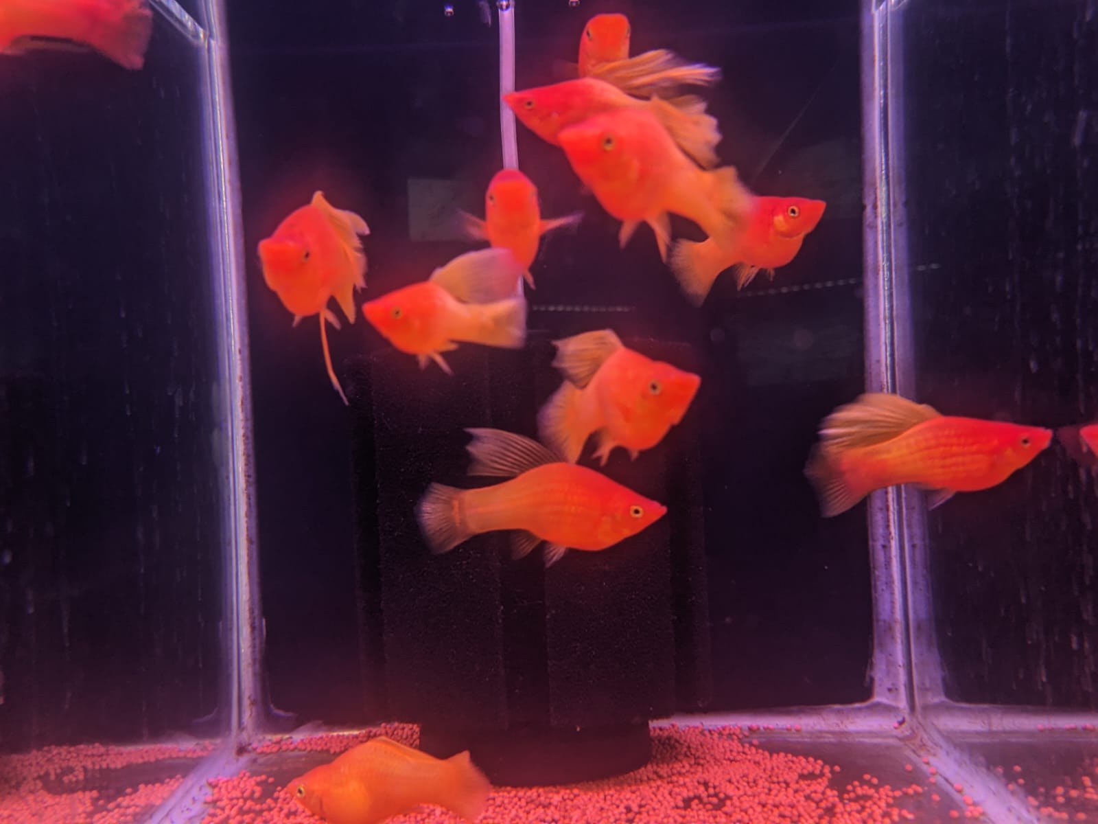 1600x1200 Hi Fin Molly