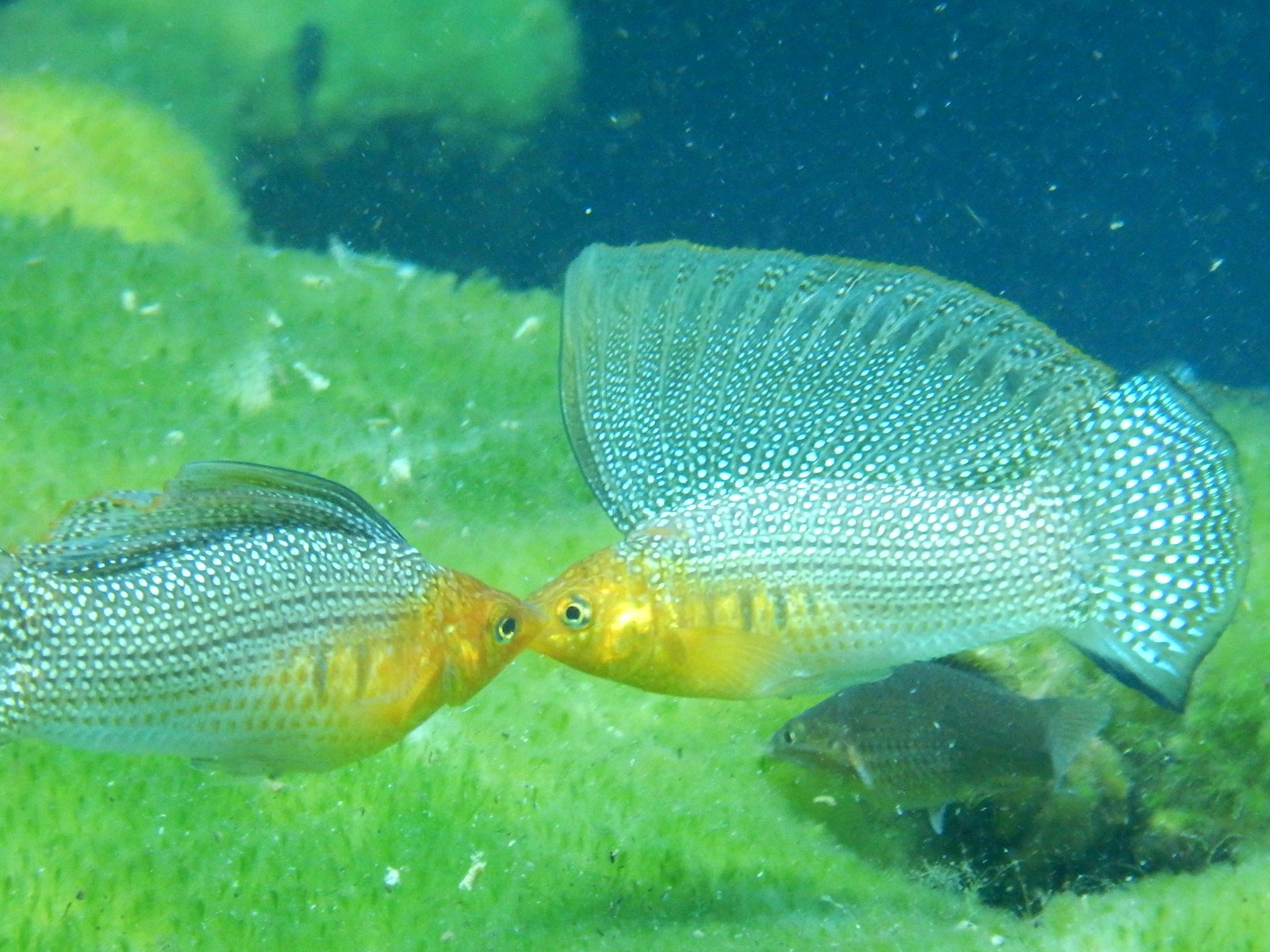 2048x1536 Poecilia velifera