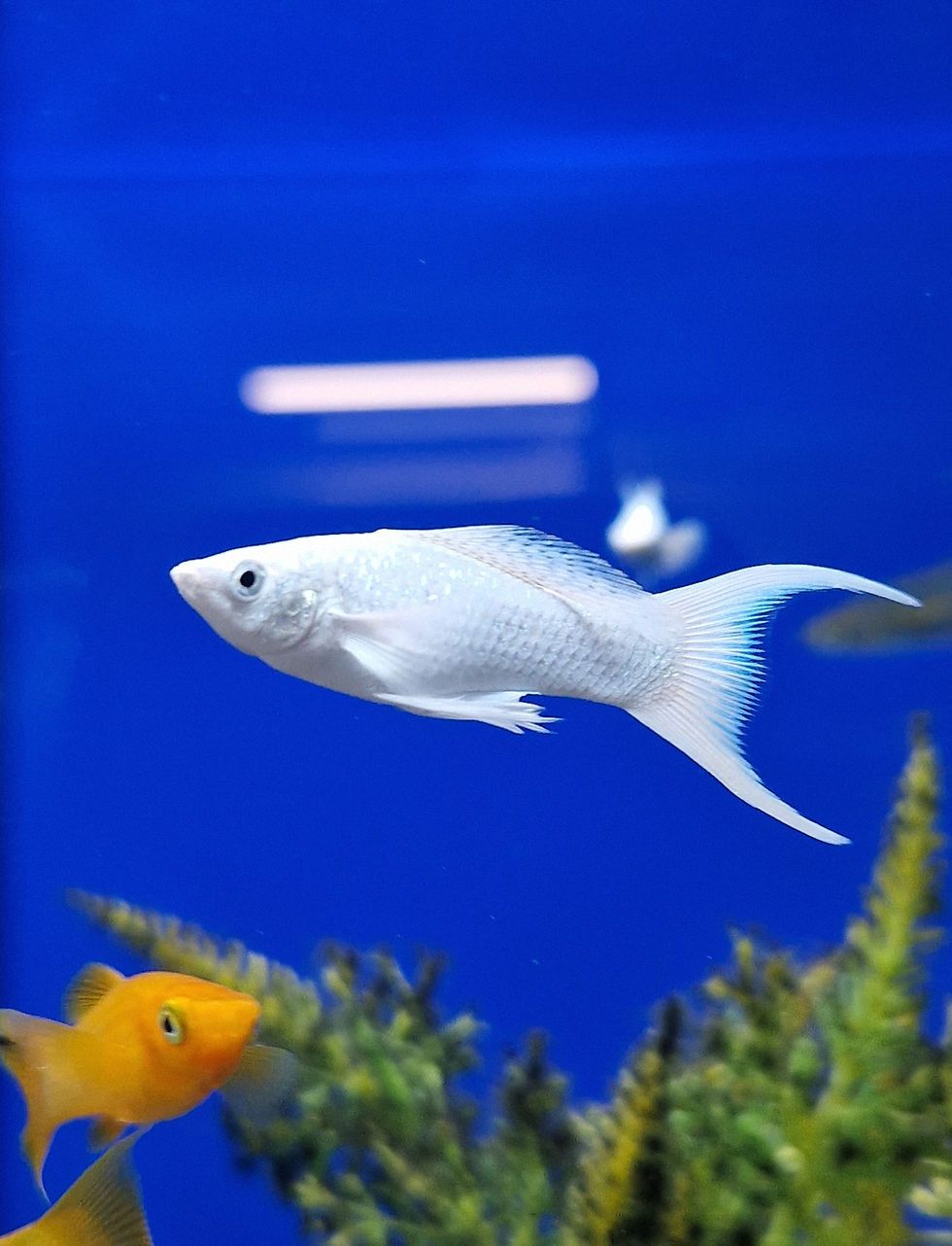 980x1282 Livebearers