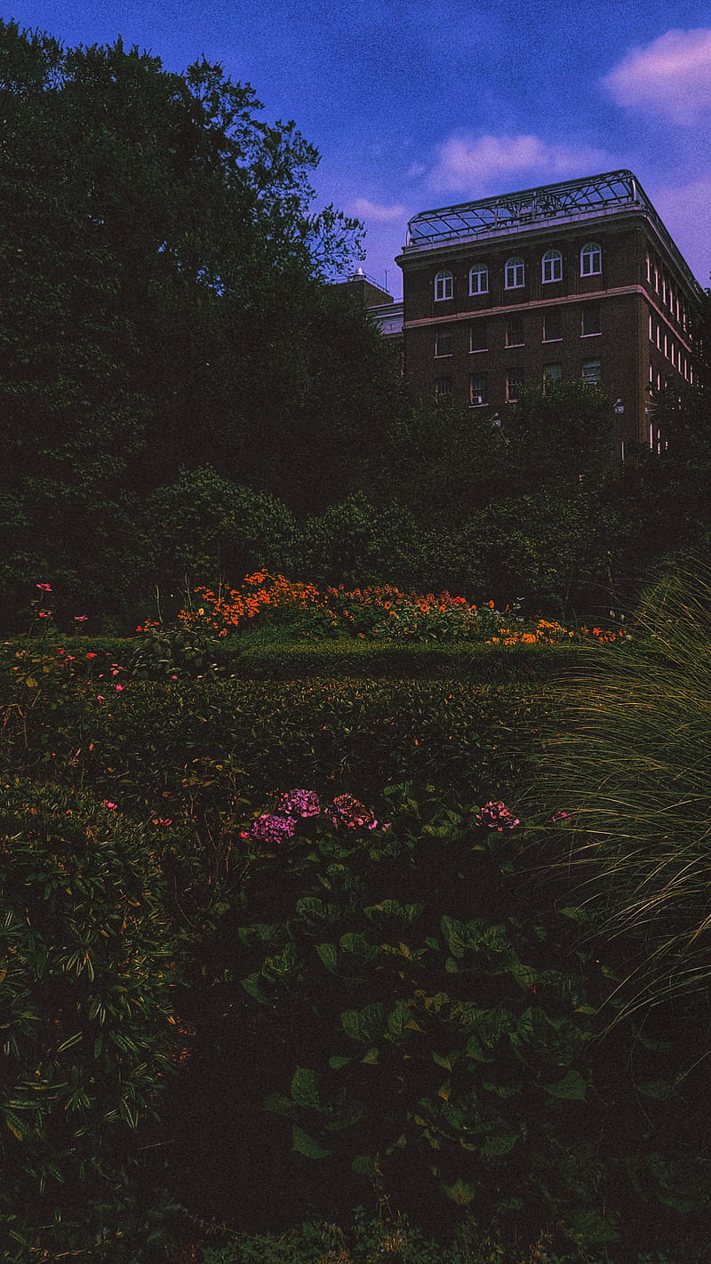 800x1422 The garden, aesthetic, amateur, building, lofi, moon, nature, nyc, studio, village, HD phone wallpaper