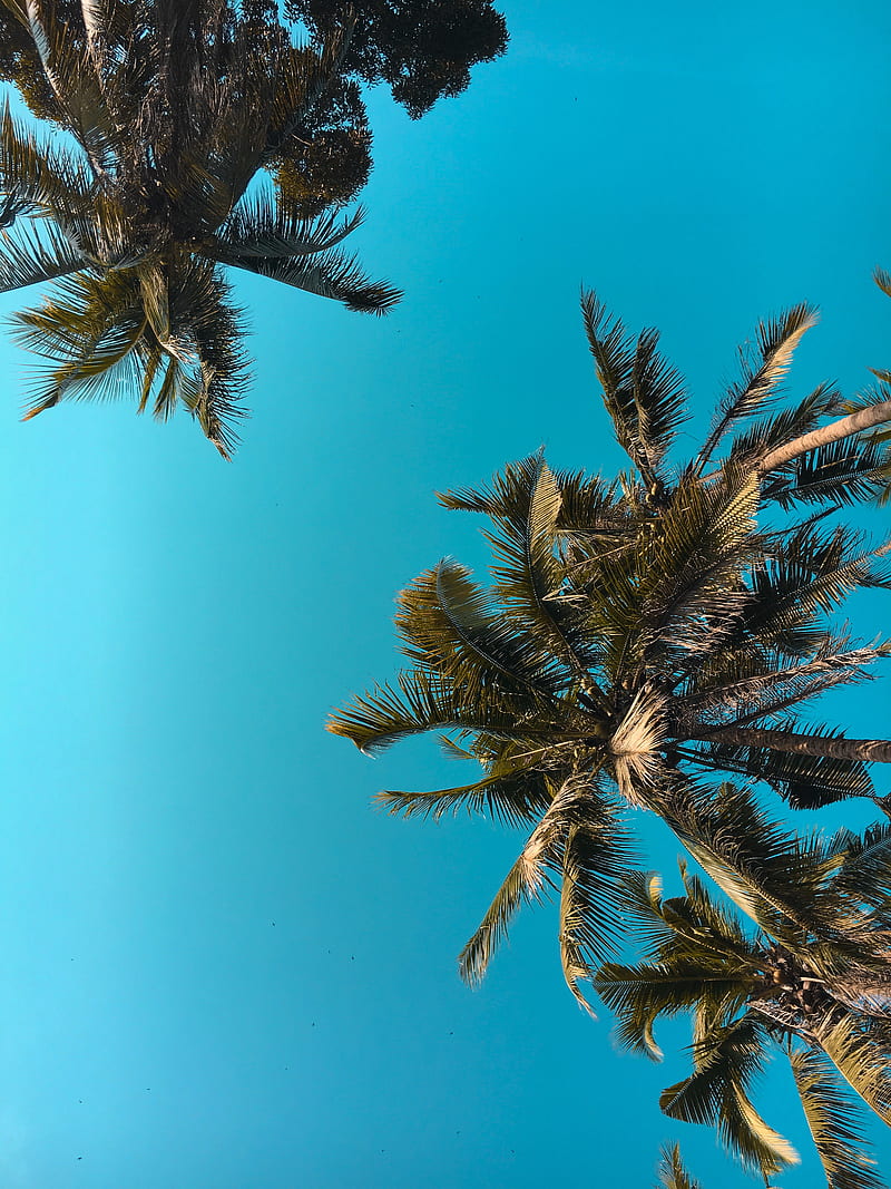 800x1067 Sky Nature, blue, coconut, malaysia, sky, village, HD phone wallpaper