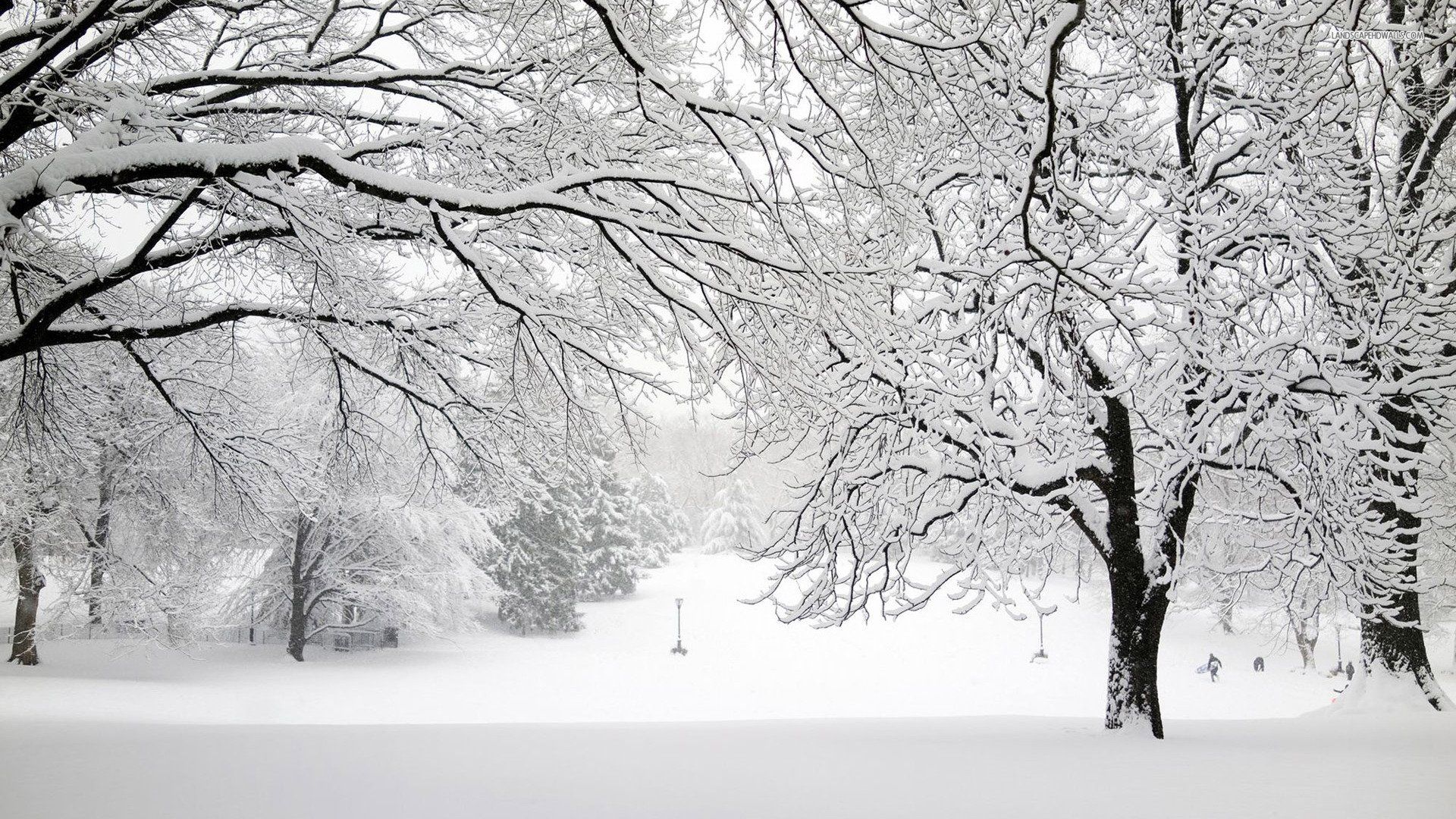 1920x1080 Winter Wonderland: HD Wallpaper of Snowy Forest Sceneryx1080