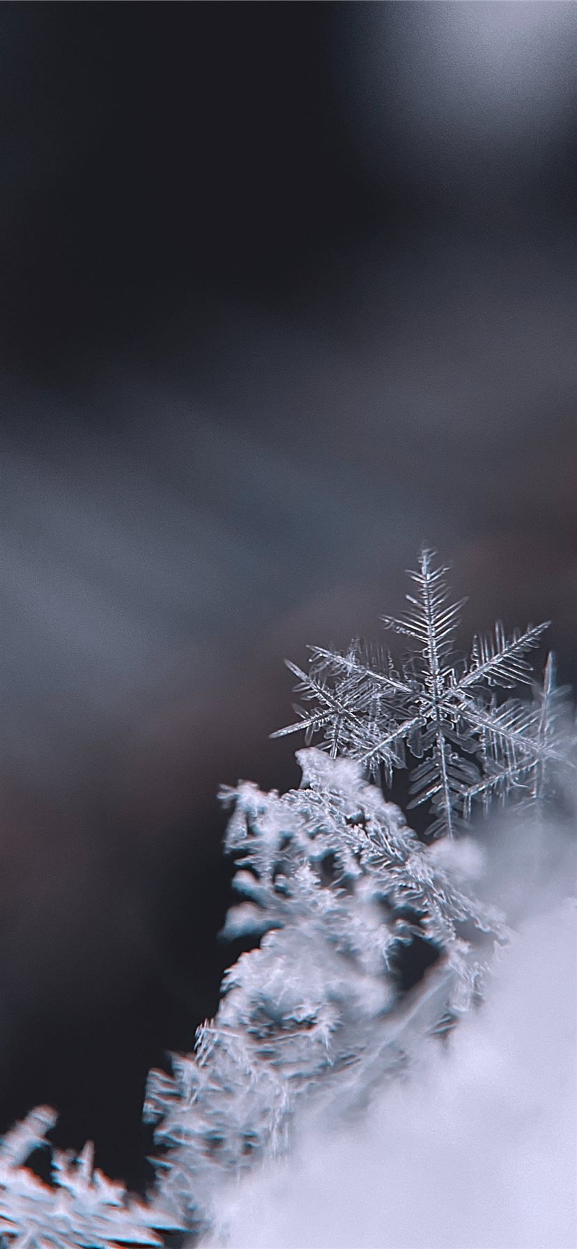 828x1792 snow covered tree during daytime iPhone 11 Wallpaper Free Download