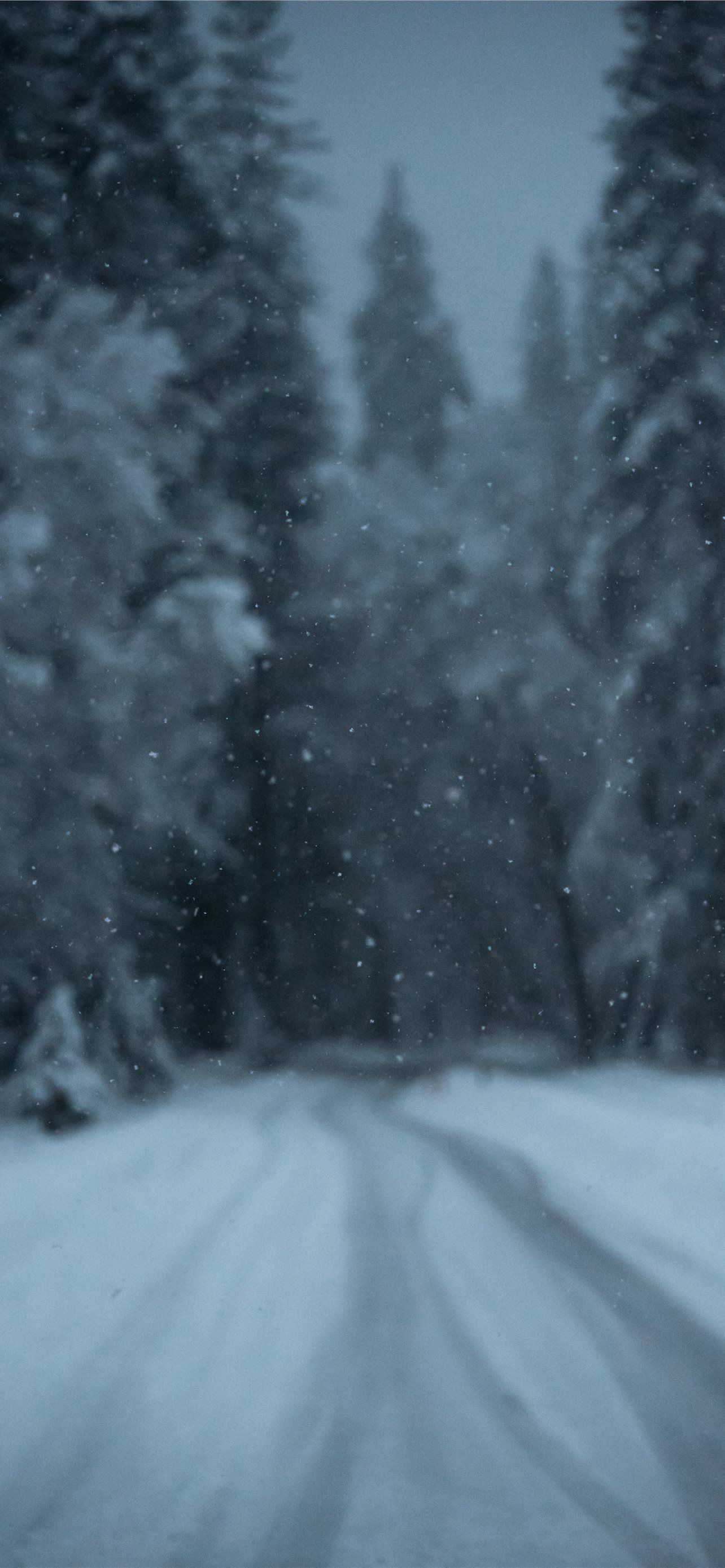 1284x2778 trees covered in snow during snow season iPhone Wallpaper Free Download
